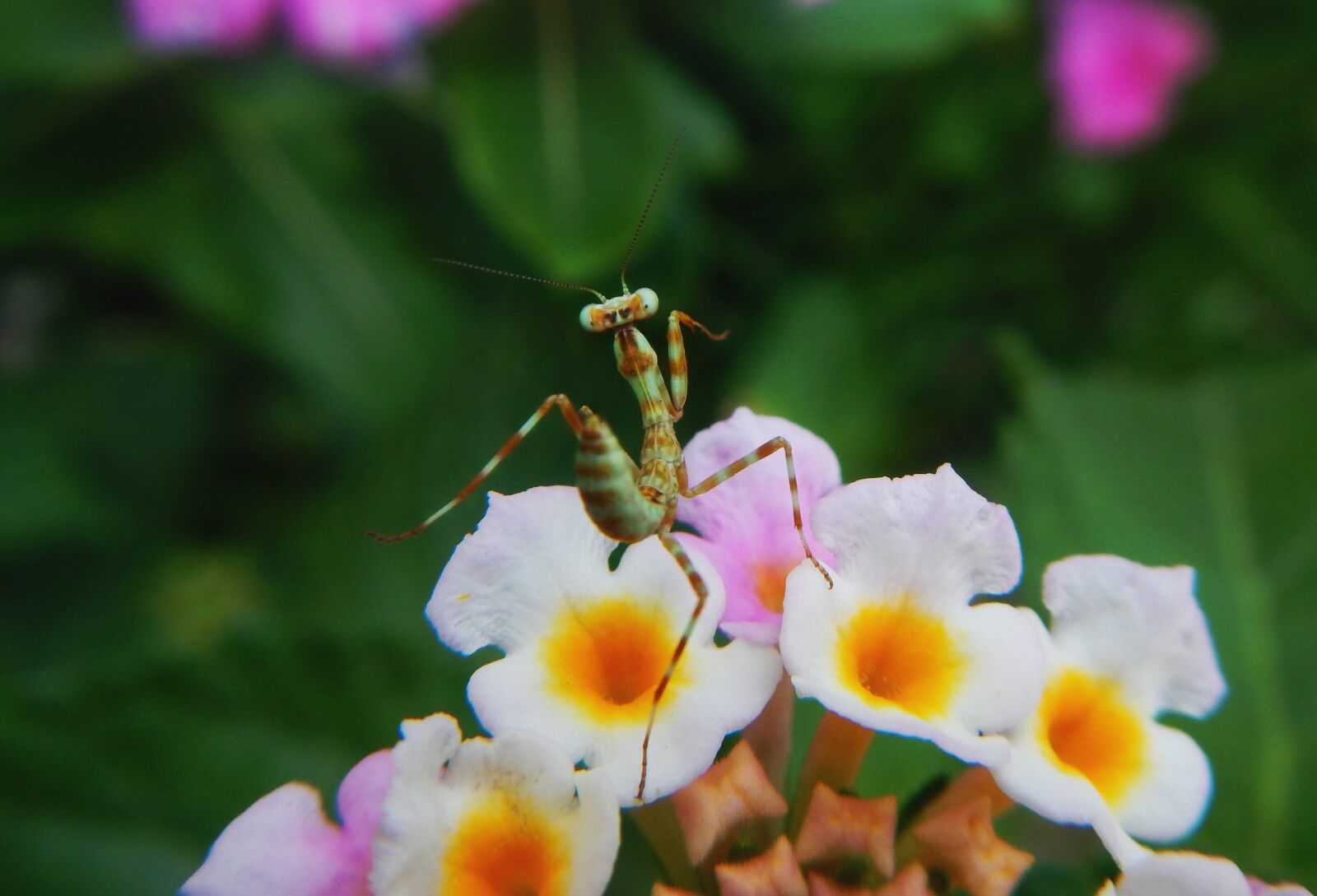 Nikon Coolpix AW110 sample photo. Mantis religiosa, insect, kung photography