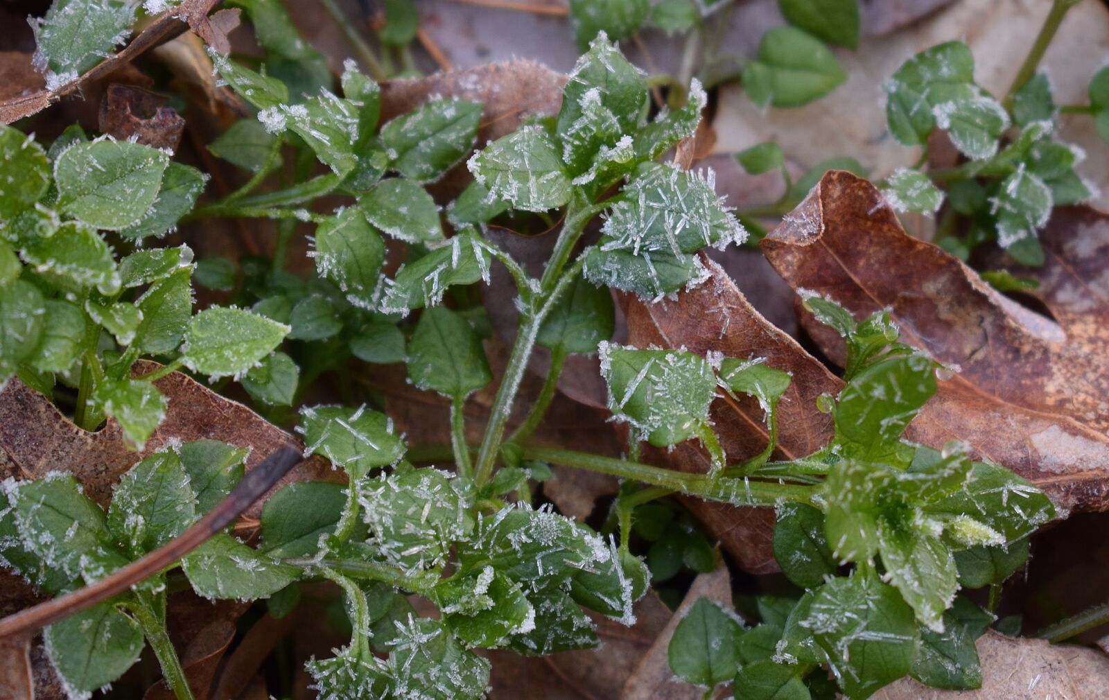 Nikon D3300 sample photo. Frost on leaves, spring photography
