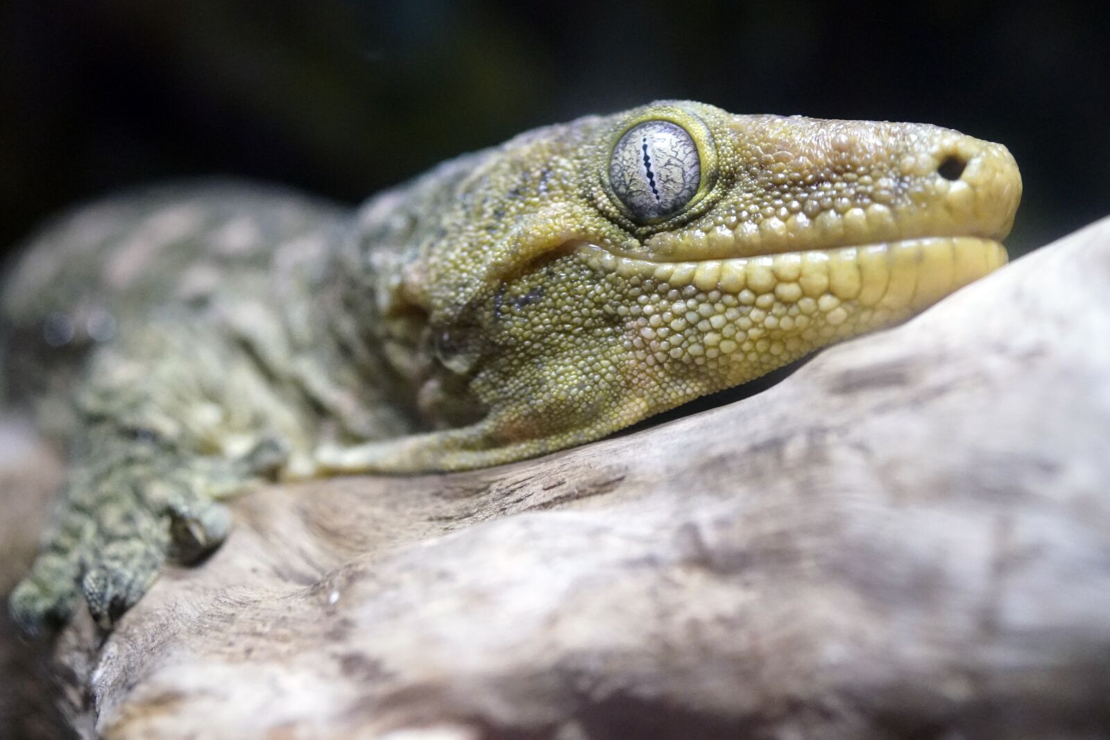 Sony a99 II sample photo. Leachie, gecko, lizard photography