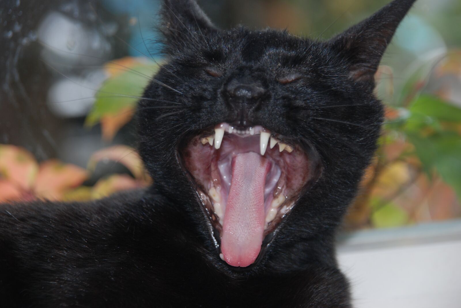 Nikon D80 sample photo. Cat, pet, mammal photography
