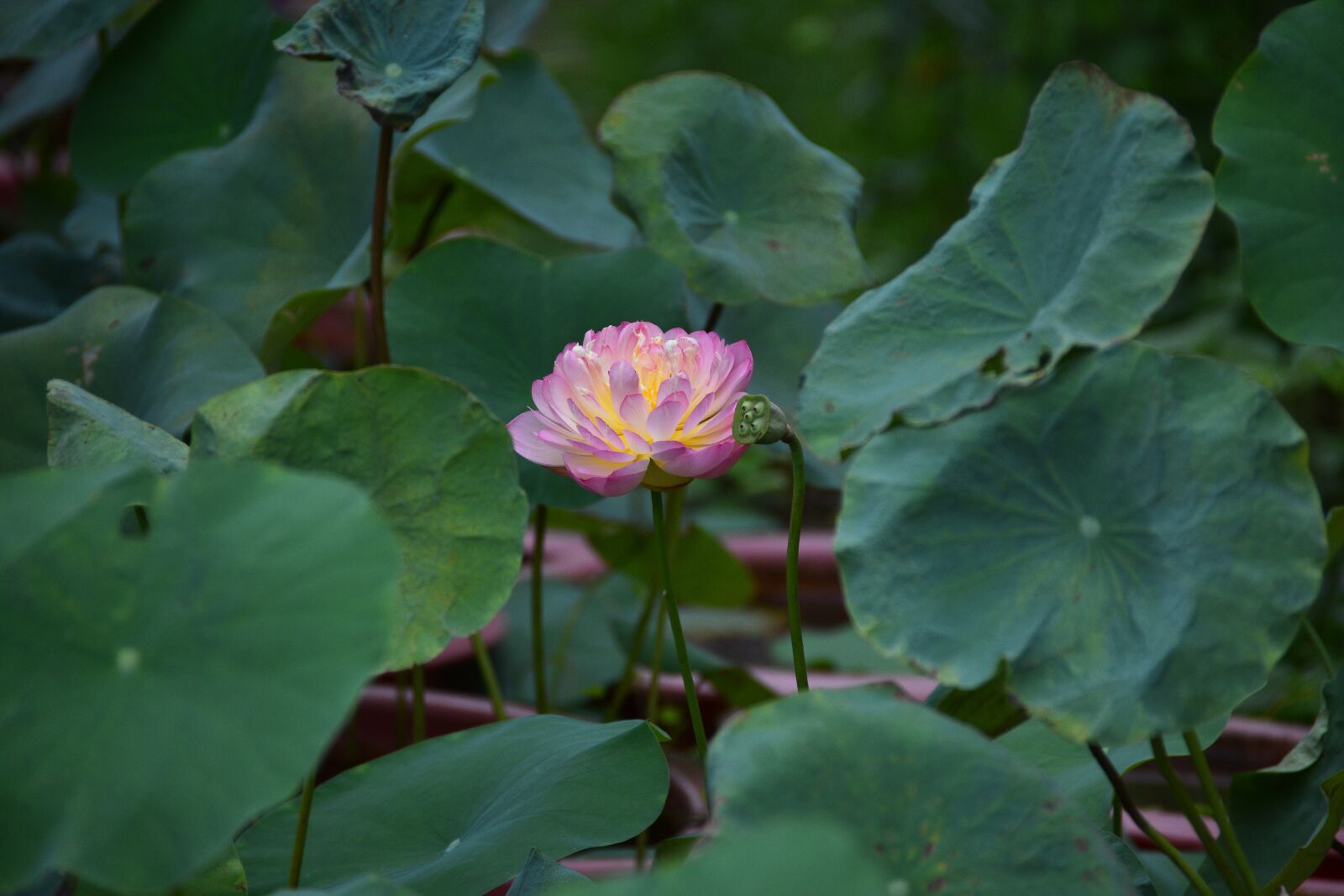 Nikon D7200 sample photo. Lotus, flower, pond photography