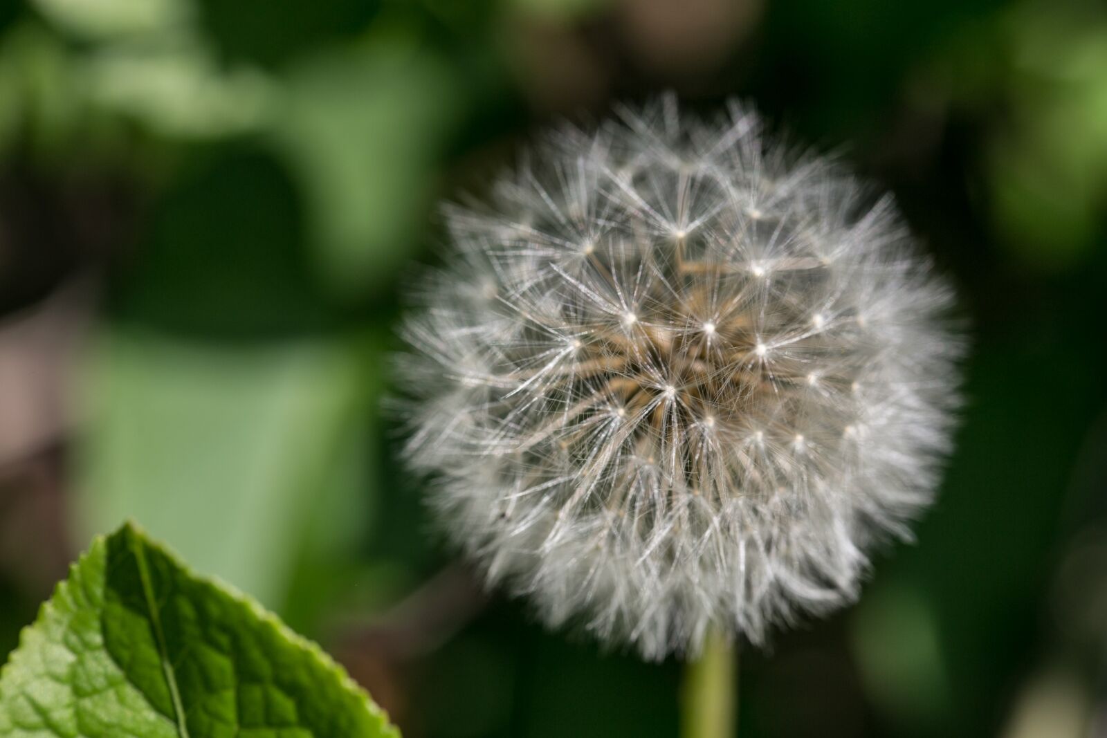 Canon EF 100mm F2.8L Macro IS USM sample photo. Dandelion, seeds, close up photography