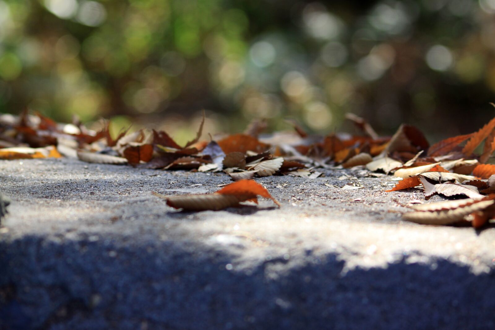 Canon EOS 50D sample photo. Leaves, autumn, stairs photography