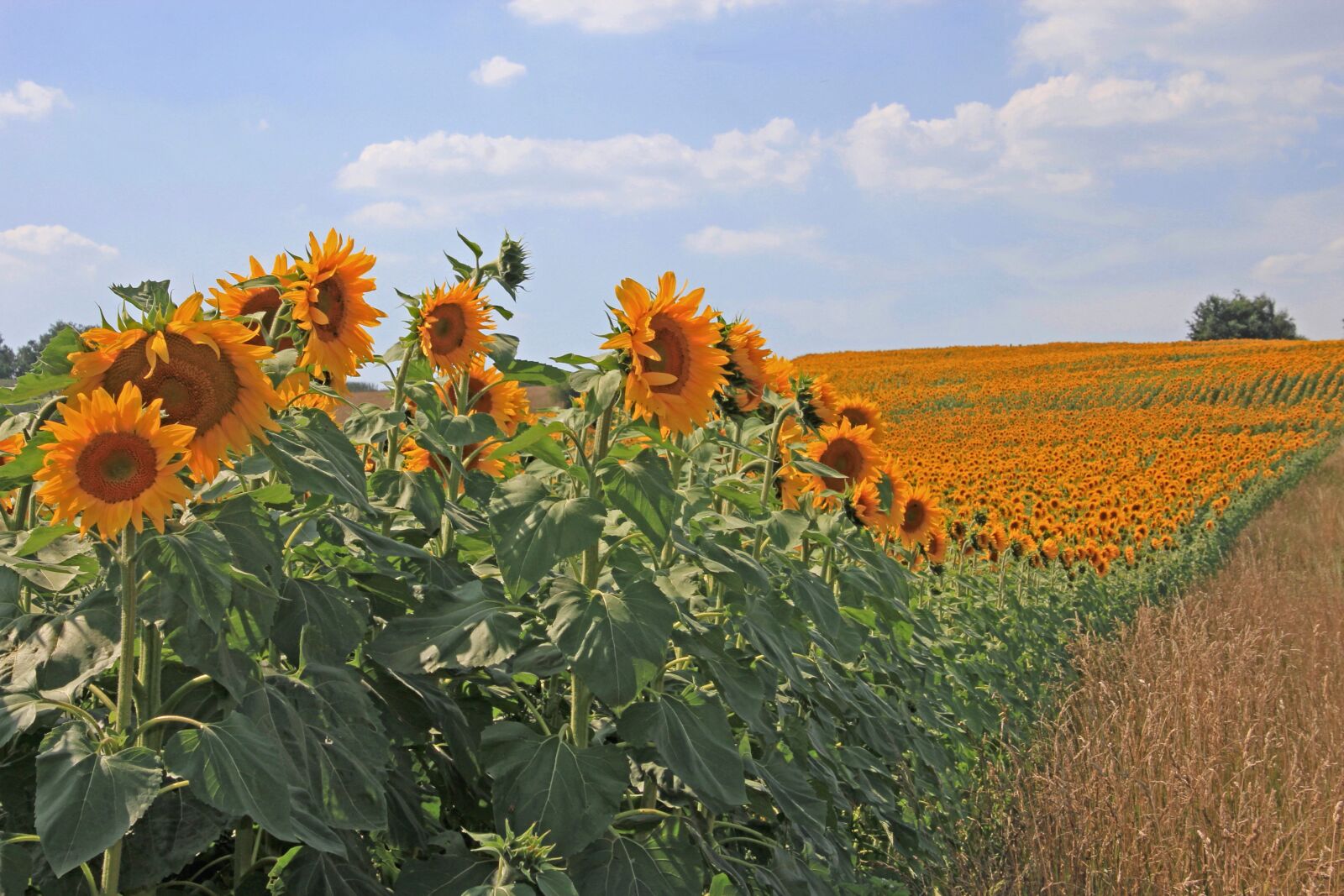Canon EOS 60D sample photo. Sunflower, sunflower field, field photography