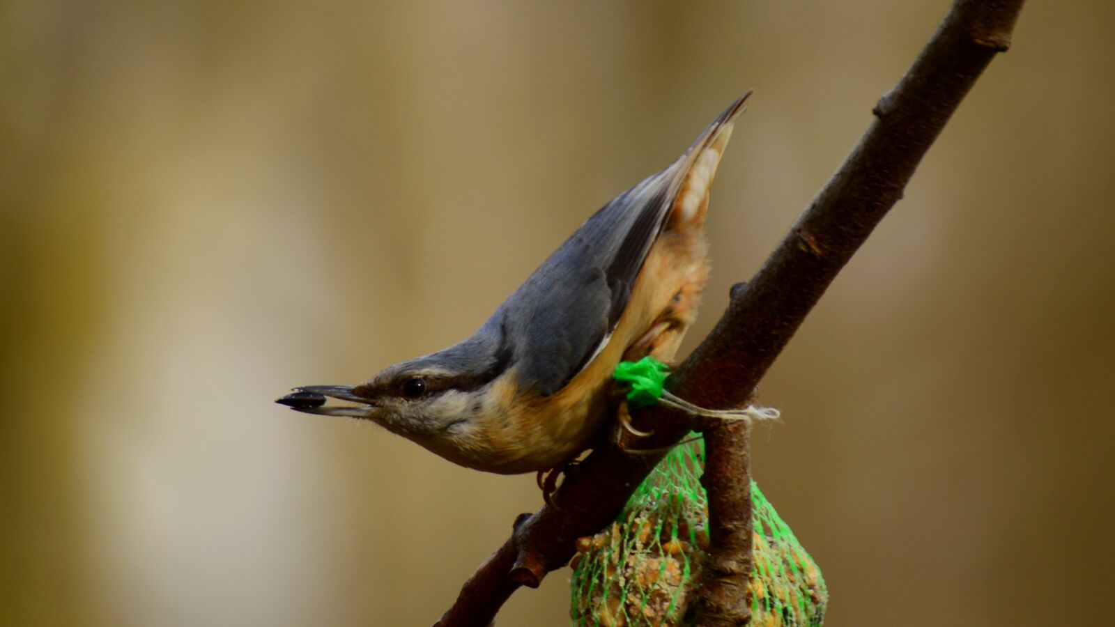Nikon D3200 sample photo. Small, lakomka, nuthatch photography
