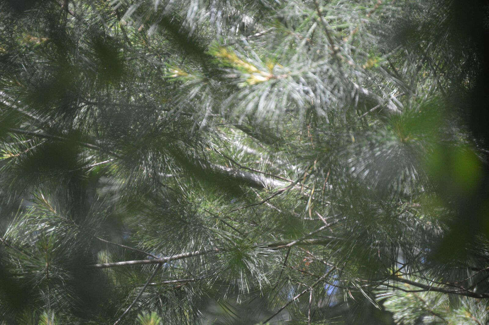 Nikon D3200 sample photo. Green, pine, evergreen photography
