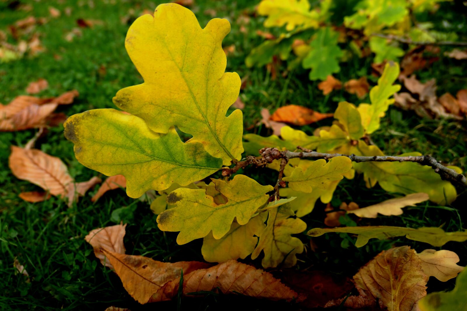 Panasonic Lumix DMC-LX10 (Lumix DMC-LX15) sample photo. Autumn, autumn leaf, leaf photography