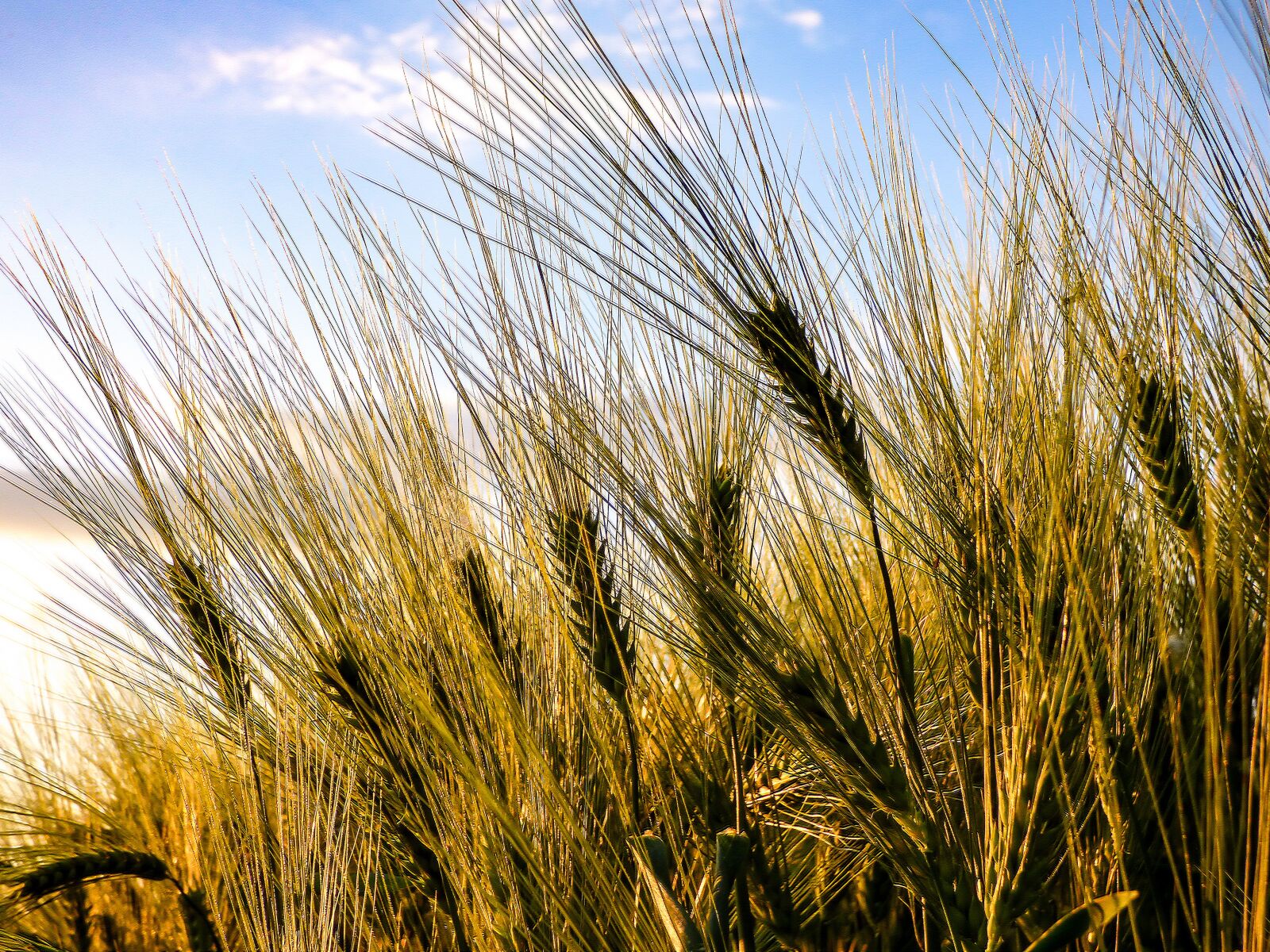 Panasonic DMC-FZ72 sample photo. Grain, wheat, by chaitanya photography