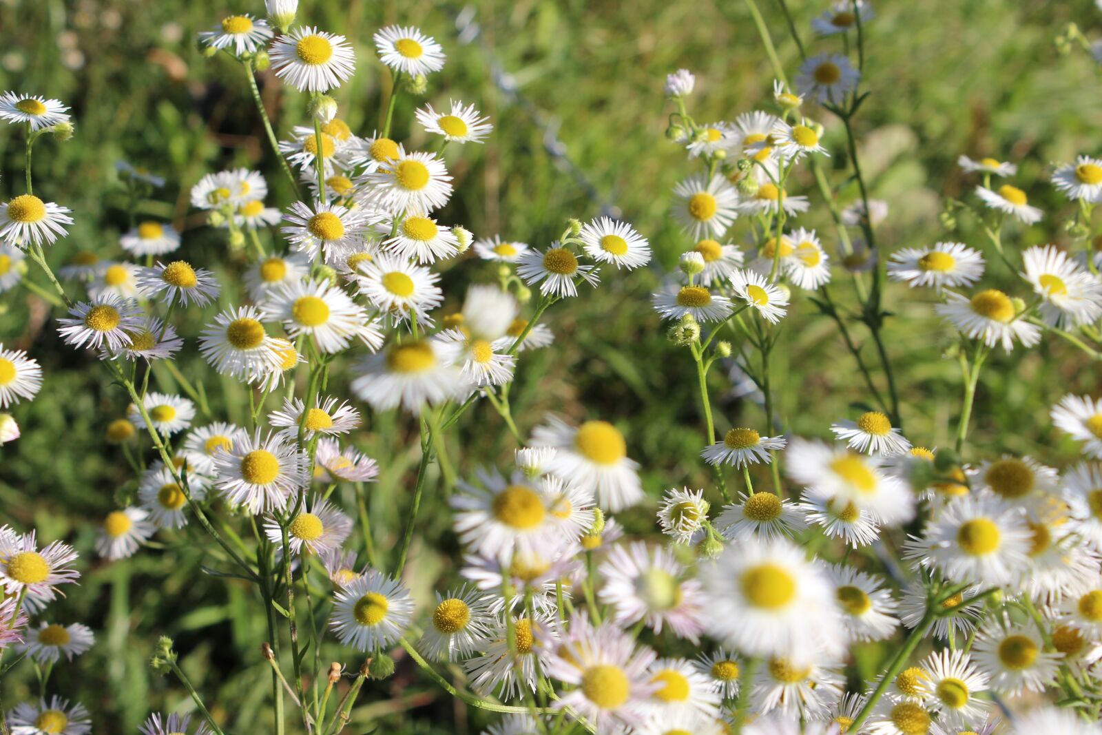 Canon EOS 600D (Rebel EOS T3i / EOS Kiss X5) sample photo. Daisies, nature, prato photography