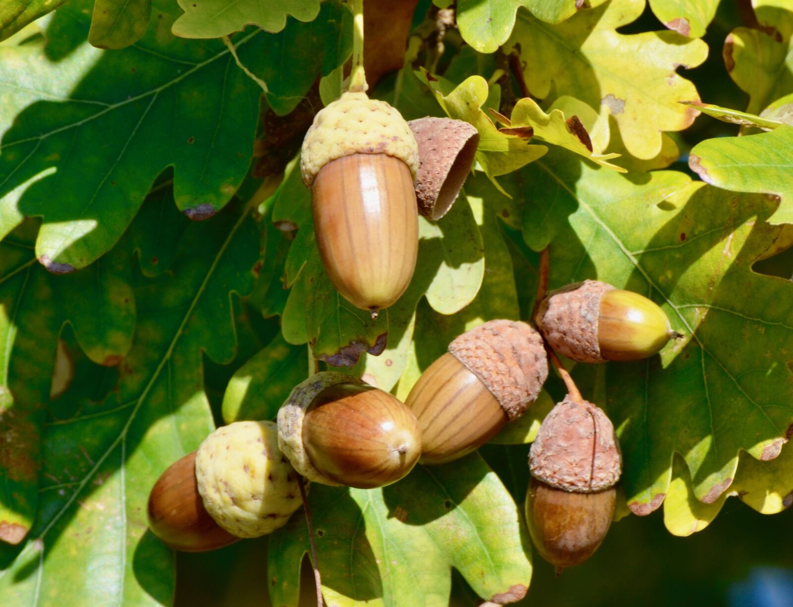 Nikon D5100 sample photo. Acorn, autumn, leaves photography