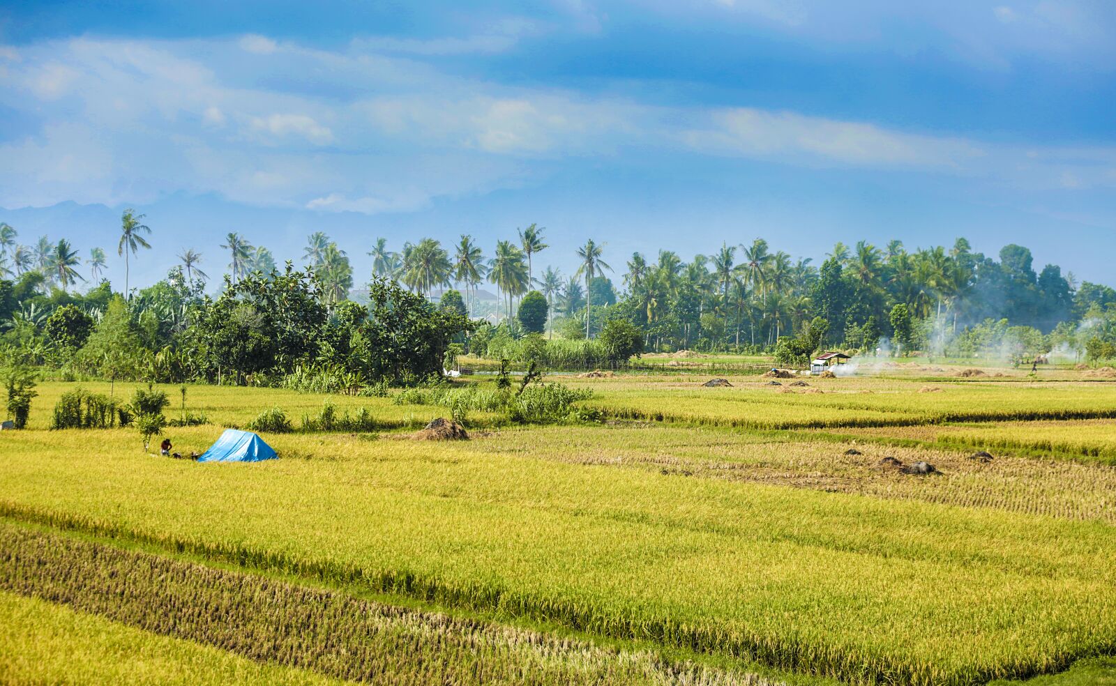 Canon EOS 5D Mark III sample photo. Rice, fields, nature photography