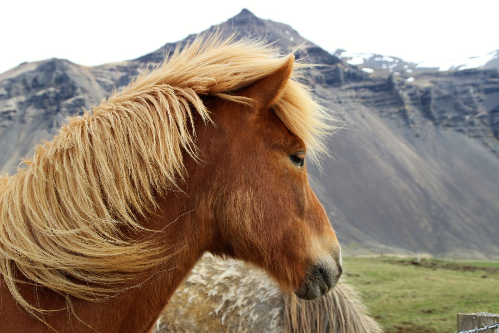 Canon EOS 600D (Rebel EOS T3i / EOS Kiss X5) sample photo. Iceland, horse, nature photography