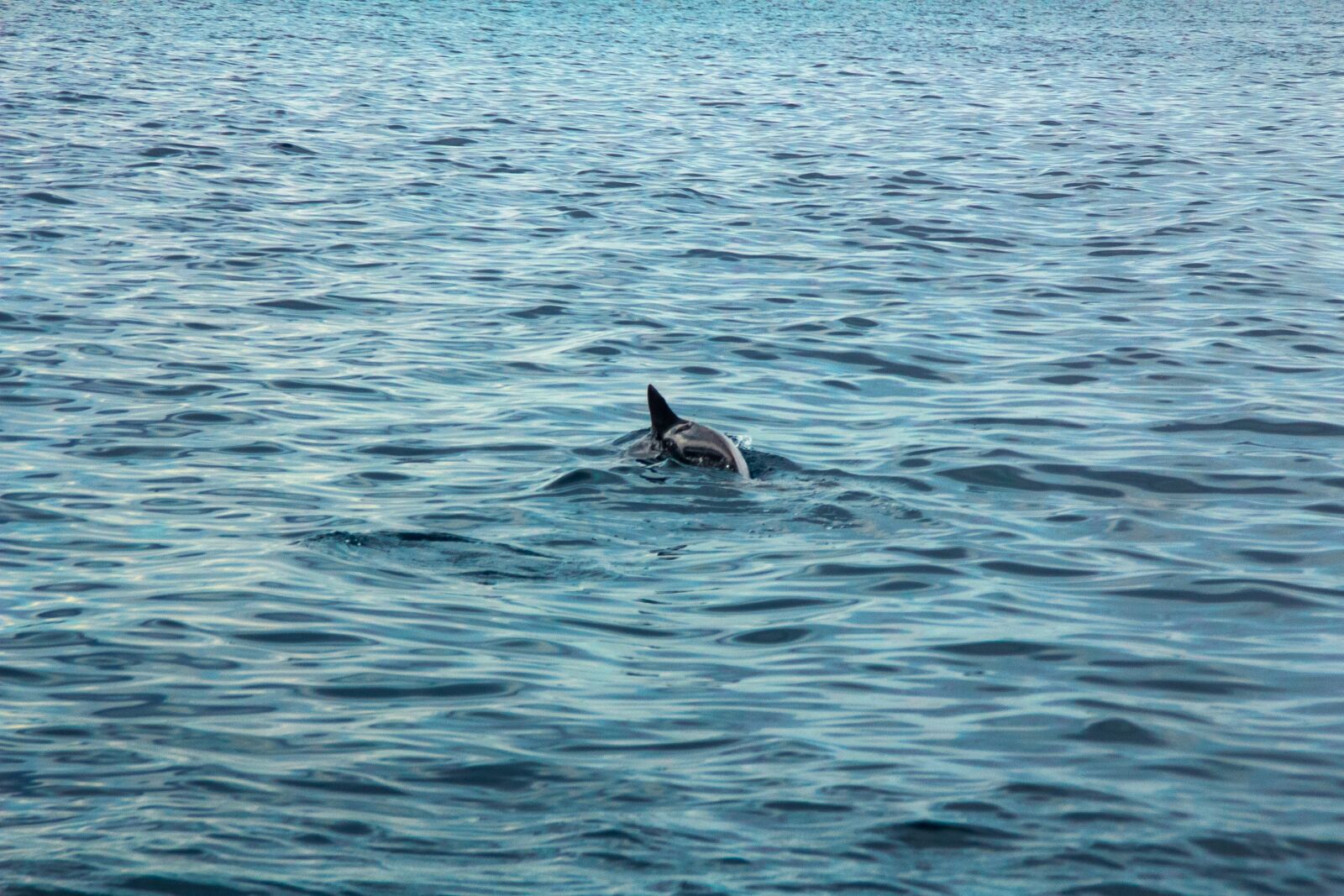 Canon EOS 60D sample photo. Dolphin, sea, beach photography
