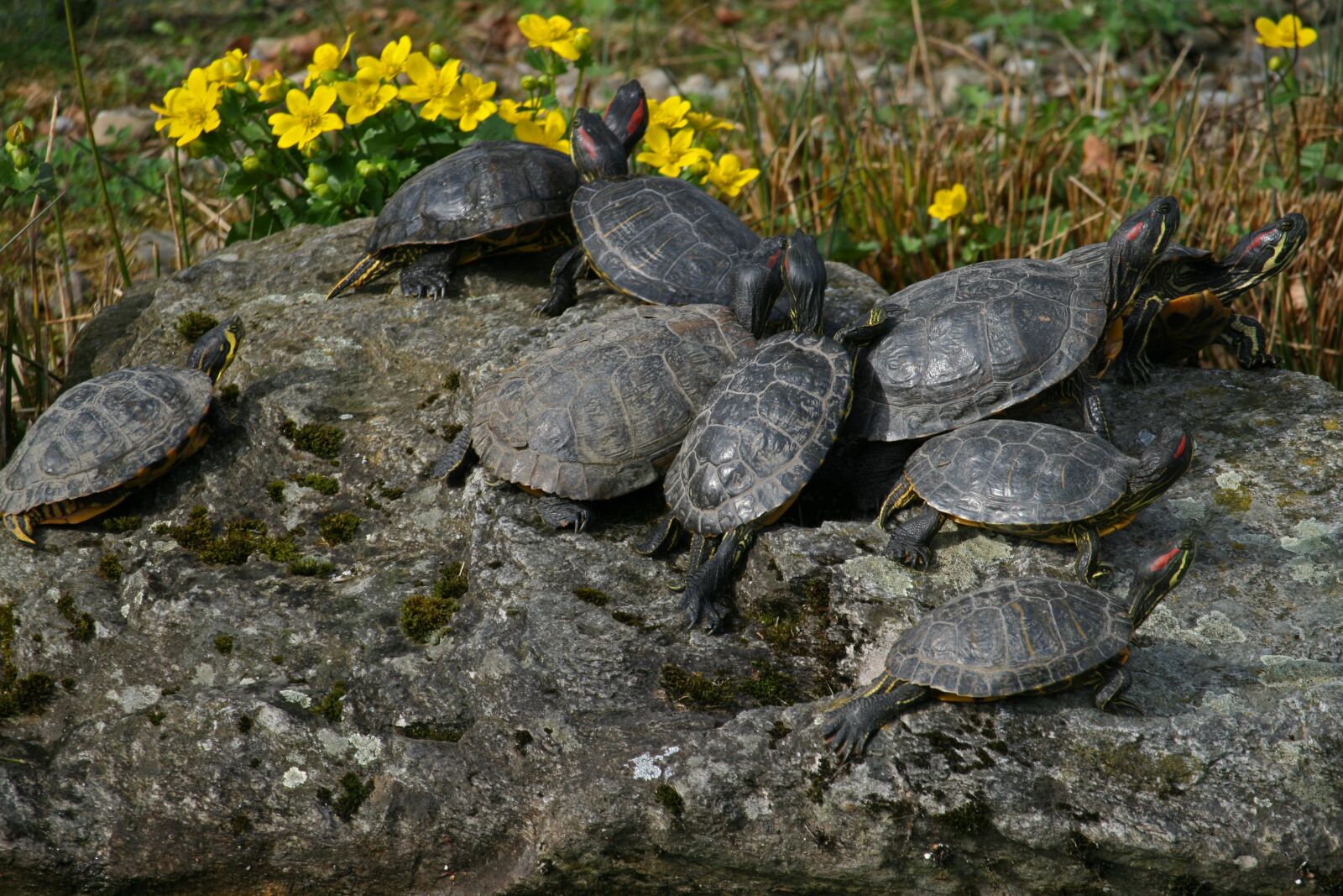 Canon EOS 400D (EOS Digital Rebel XTi / EOS Kiss Digital X) sample photo. Turtles, red-eared slider, reptile photography