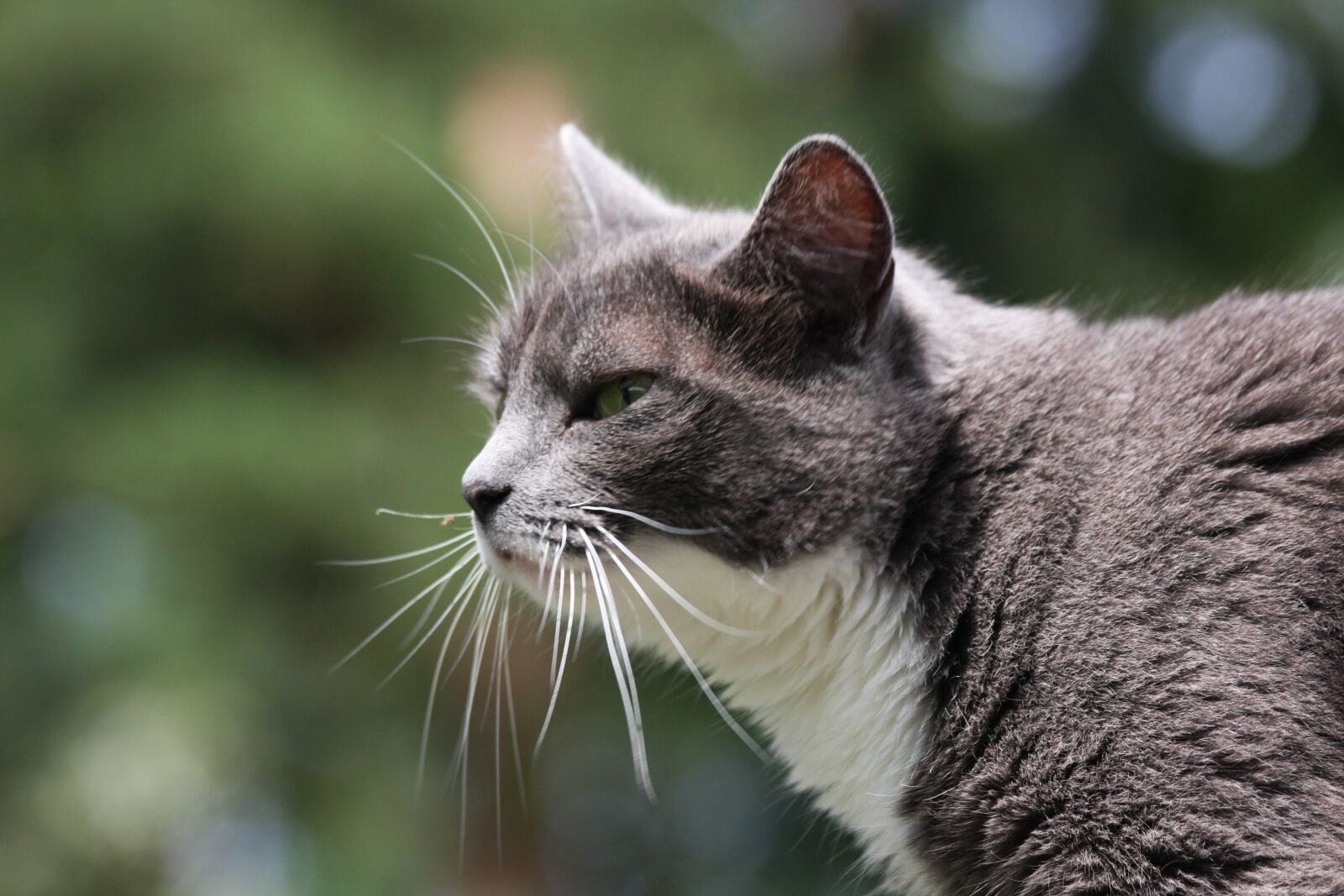 Canon EOS 40D sample photo. Domestic cat, animals, fur photography