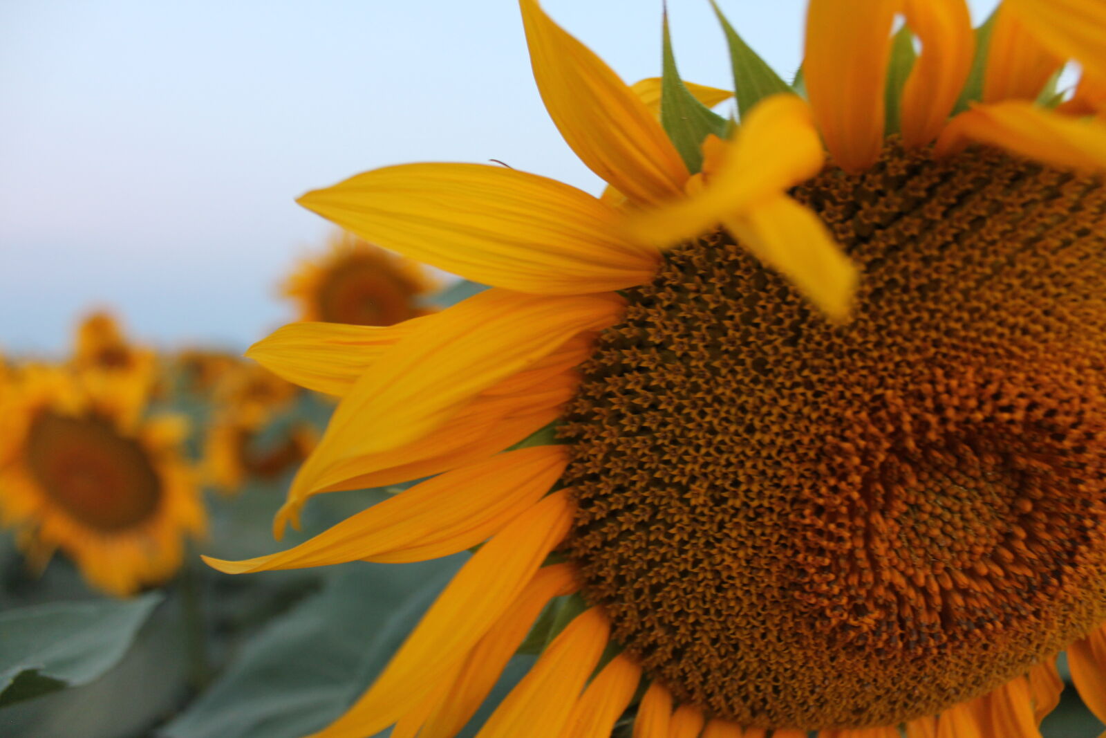 Canon EOS 1100D (EOS Rebel T3 / EOS Kiss X50) sample photo. Sunflower photography