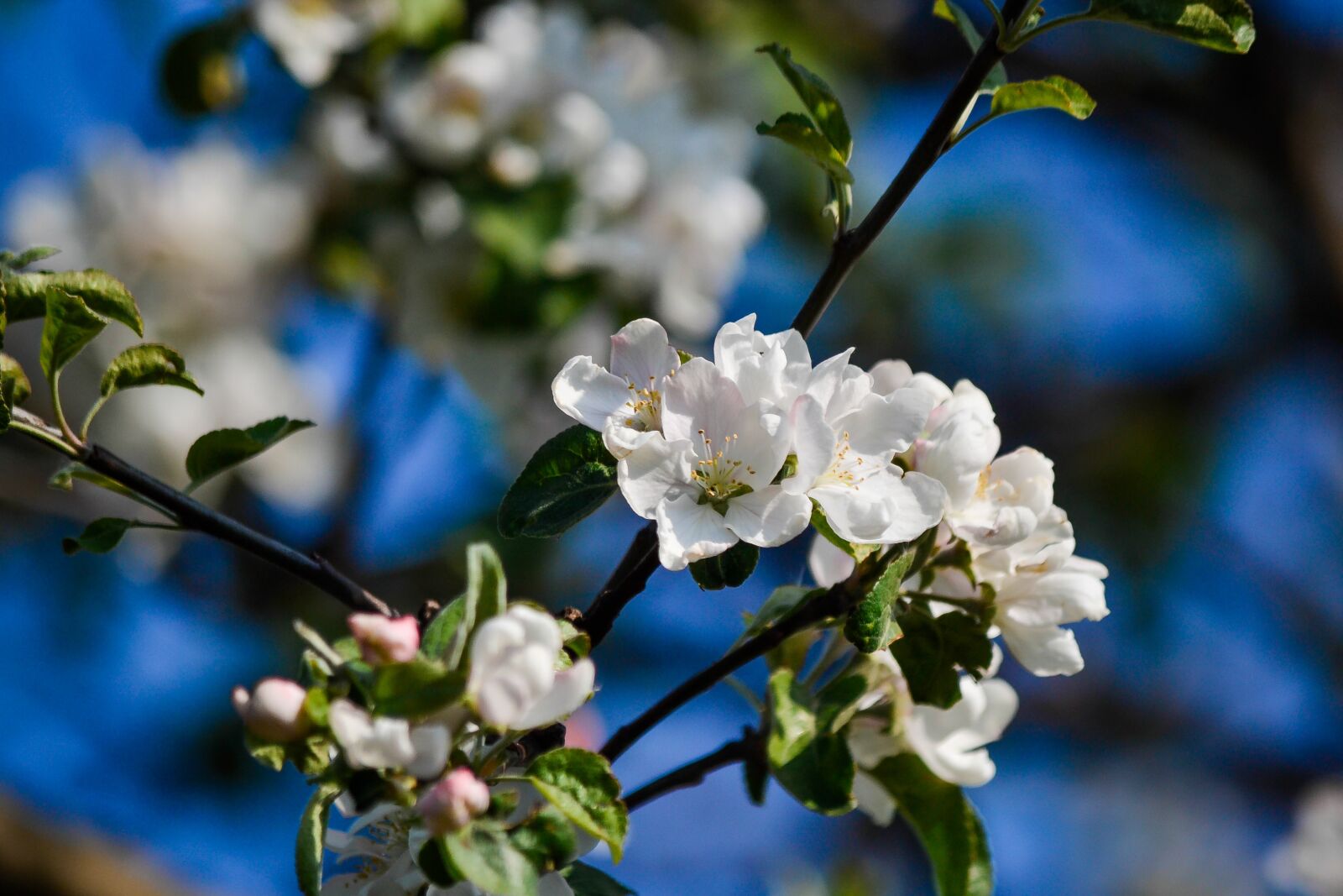 Nikon D3100 sample photo. Tree, apple tree, flowers photography
