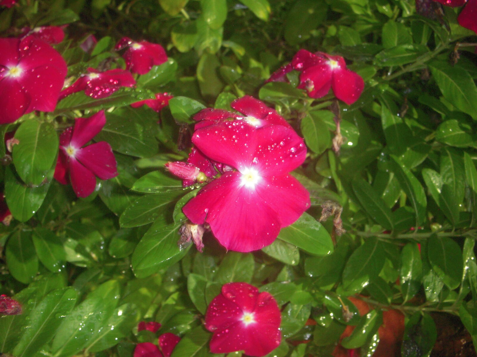 Nikon Coolpix S52 sample photo