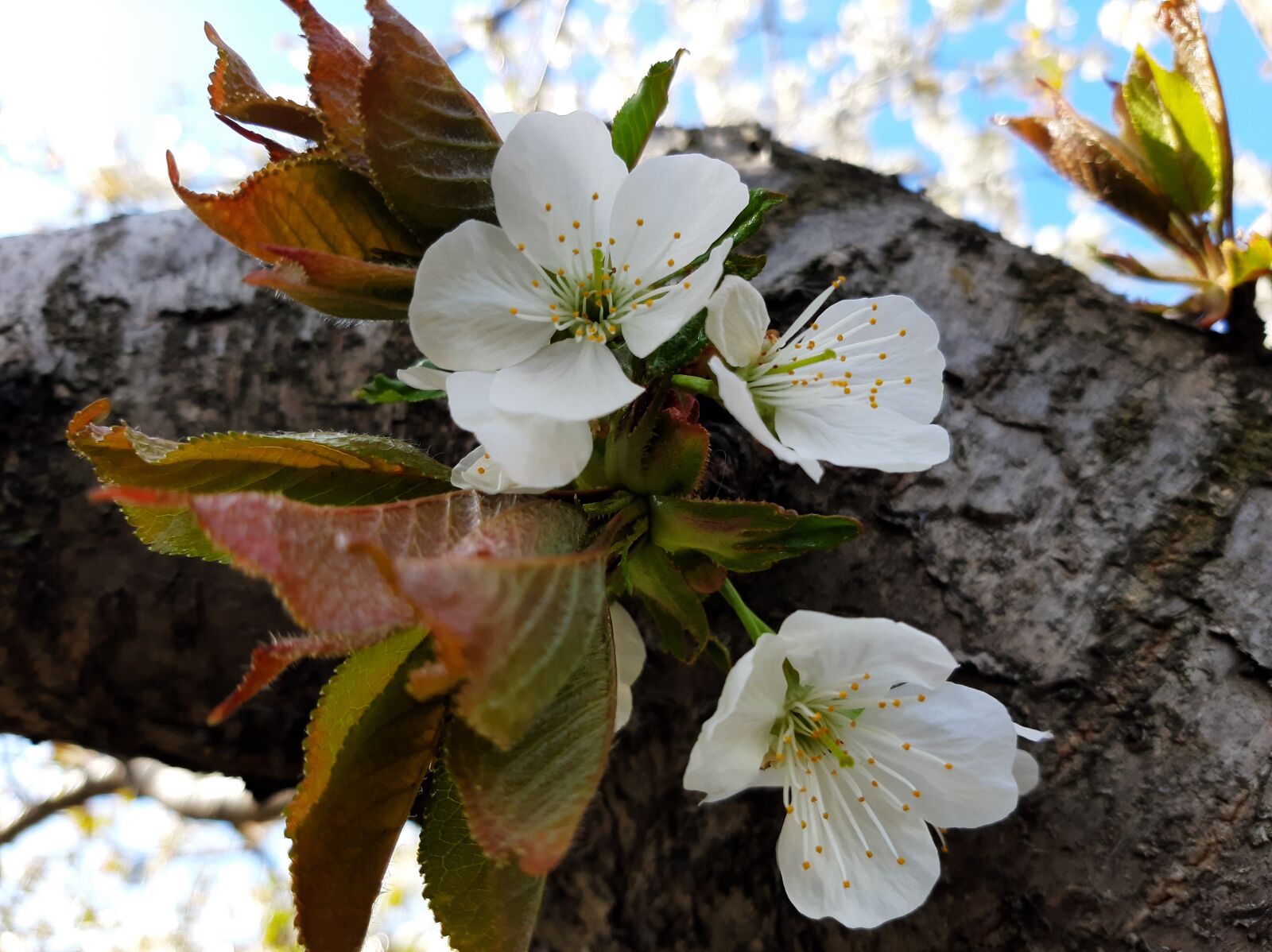 Samsung Galaxy A50 sample photo. Spring, flowers, sky photography