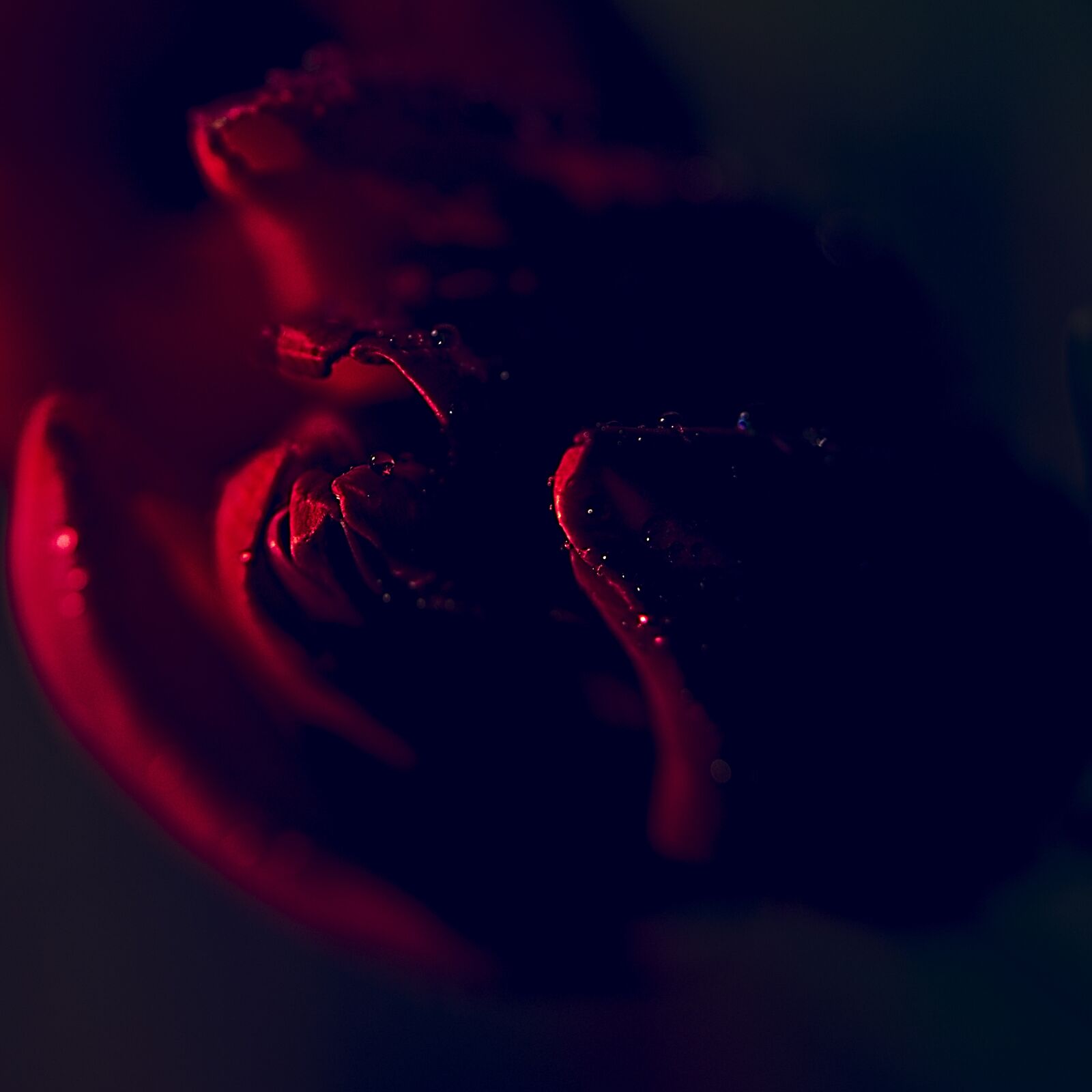 Canon EOS 6D Mark II sample photo. Tulip, drip, macro photography