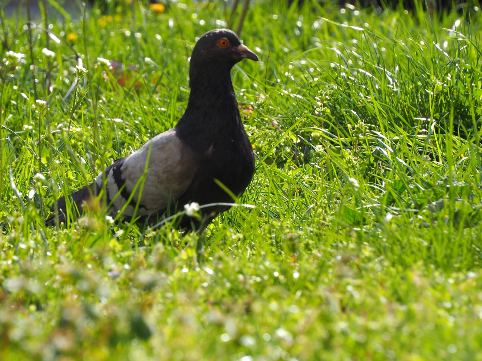 LUMIX G VARIO 45-150/F4.0-5.6 sample photo. Pigeon, bird, animal photography
