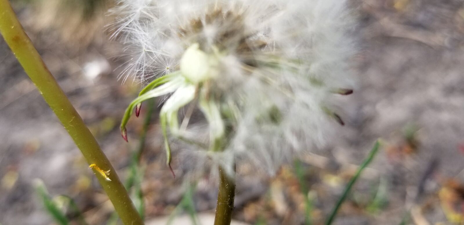 Samsung Galaxy S8 sample photo
