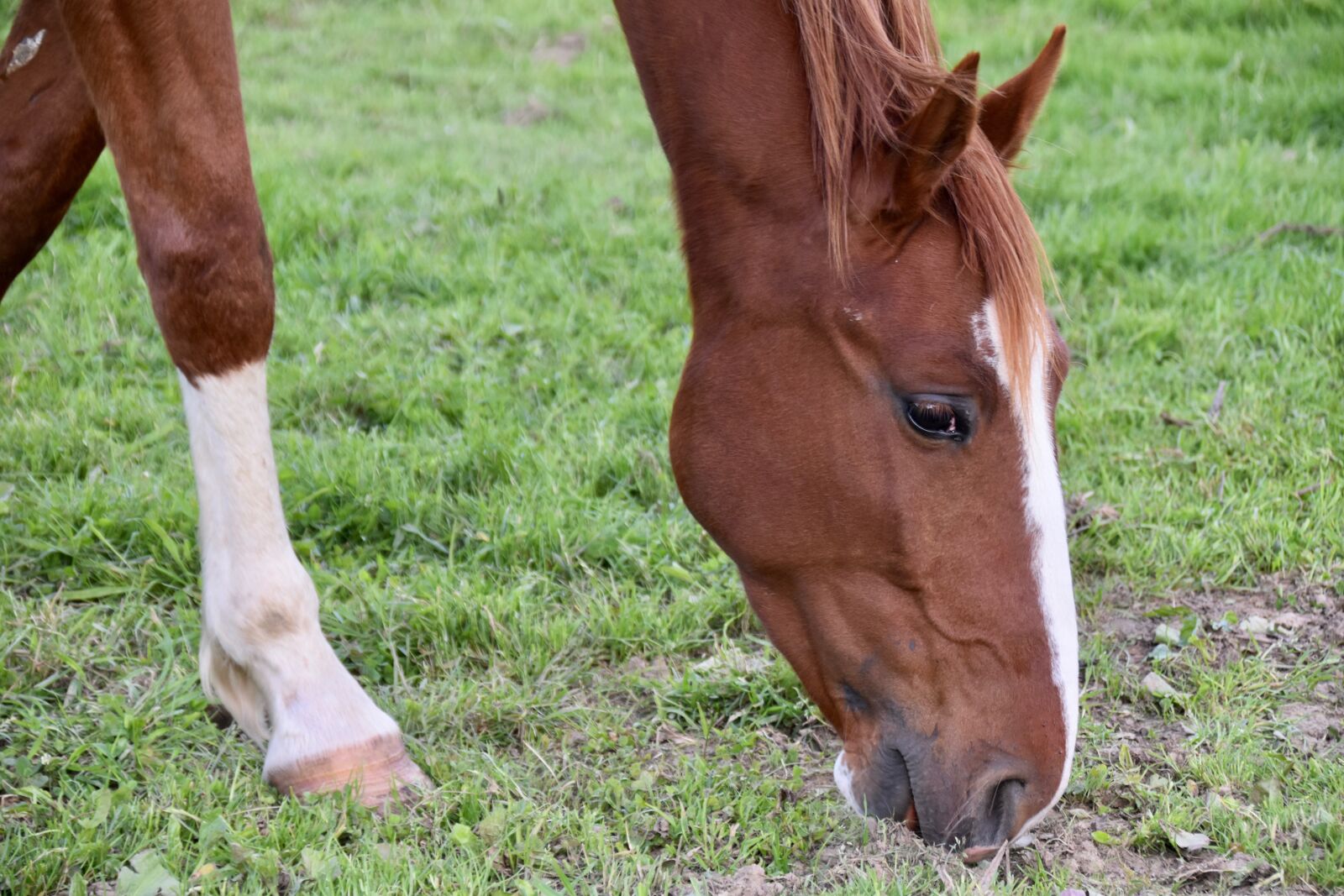 Nikon D5600 sample photo. Horse, young horse, horse photography