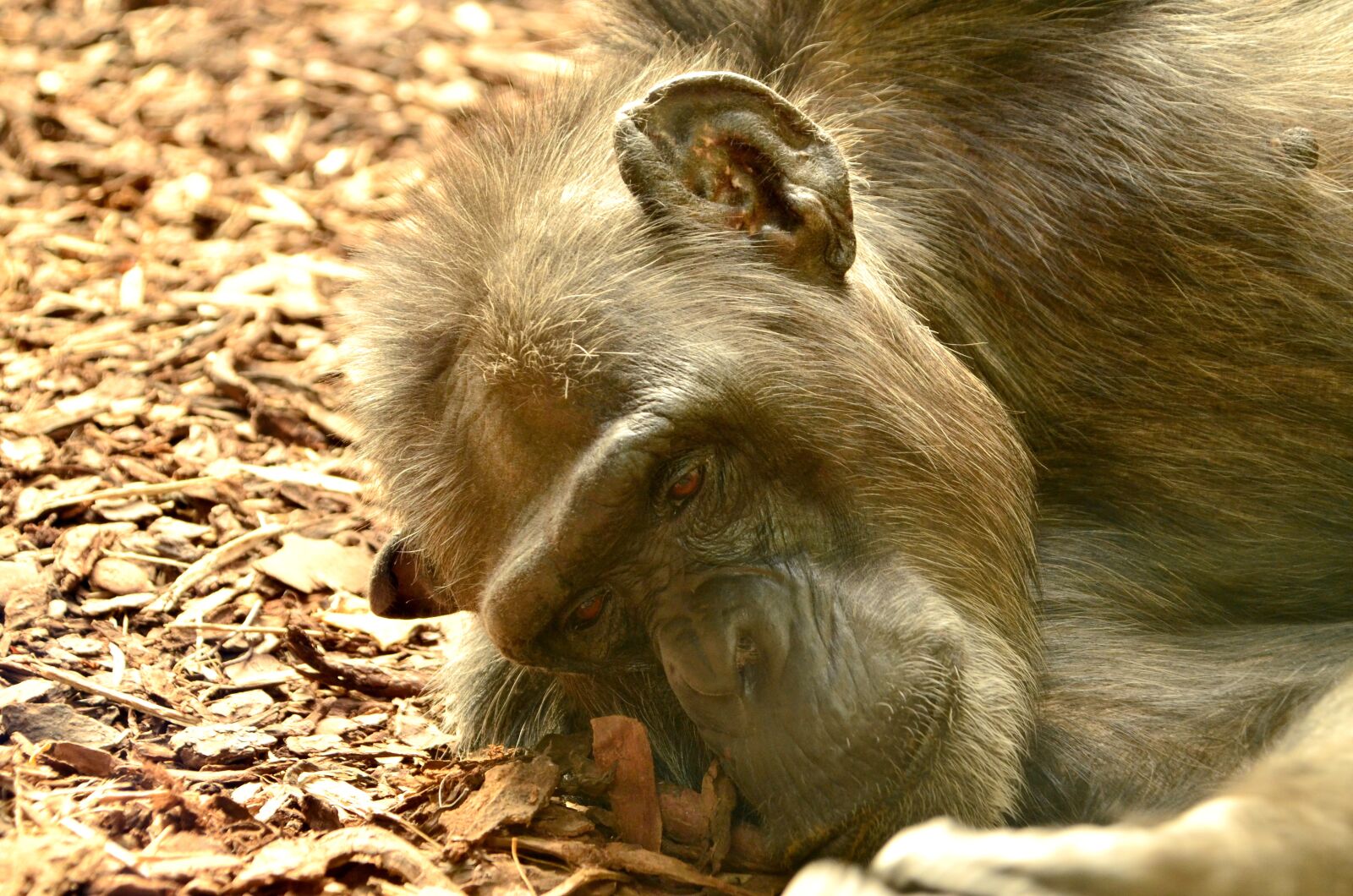 Nikon D5100 sample photo. Comic, chimpansee, closeup photography