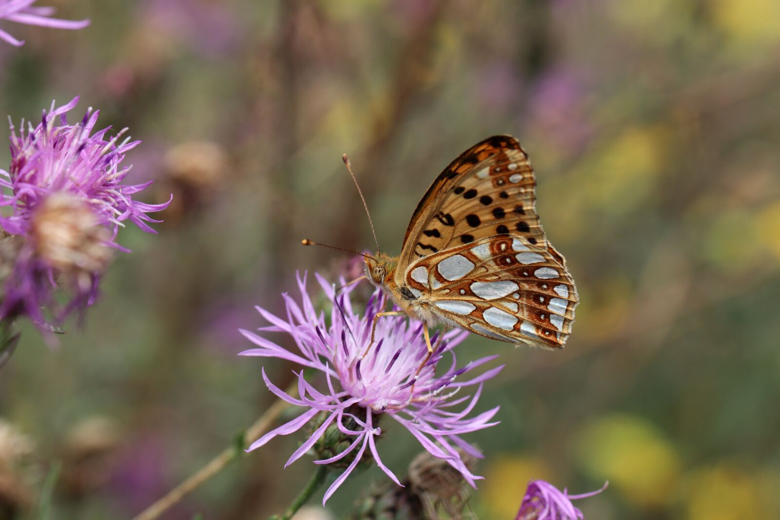 Canon EOS 80D sample photo. Butterfly, insect, meadow photography