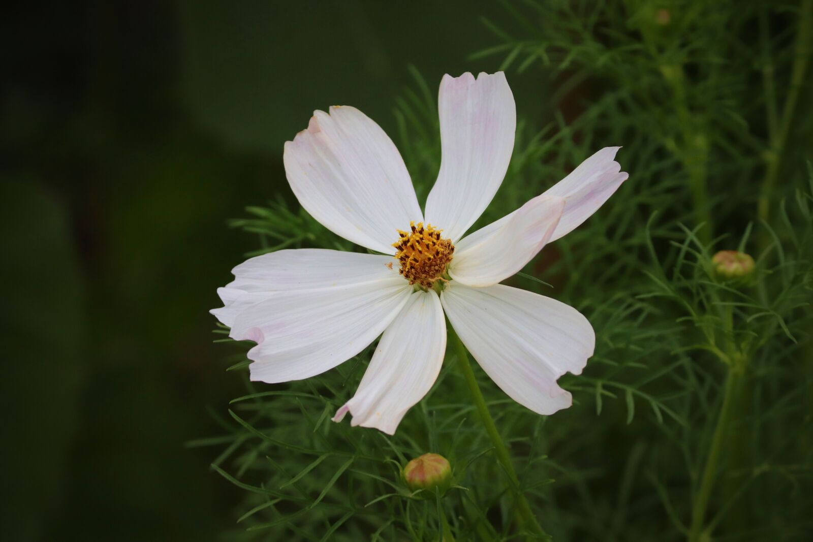 Canon EOS 200D (EOS Rebel SL2 / EOS Kiss X9) sample photo. Flower, cosmos, cosmea photography