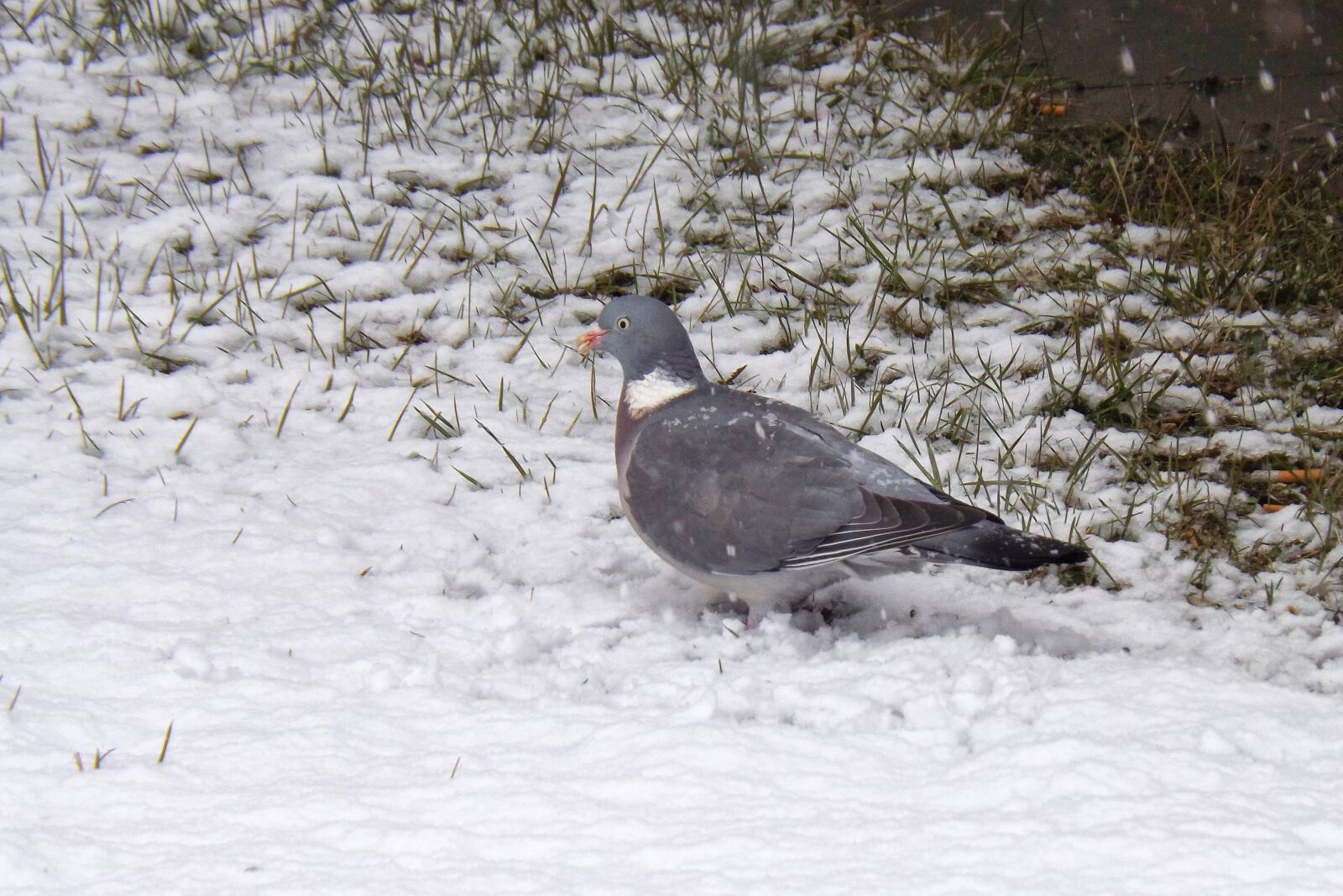 Fujifilm FinePix S4300 sample photo. Dove, bird, snow photography
