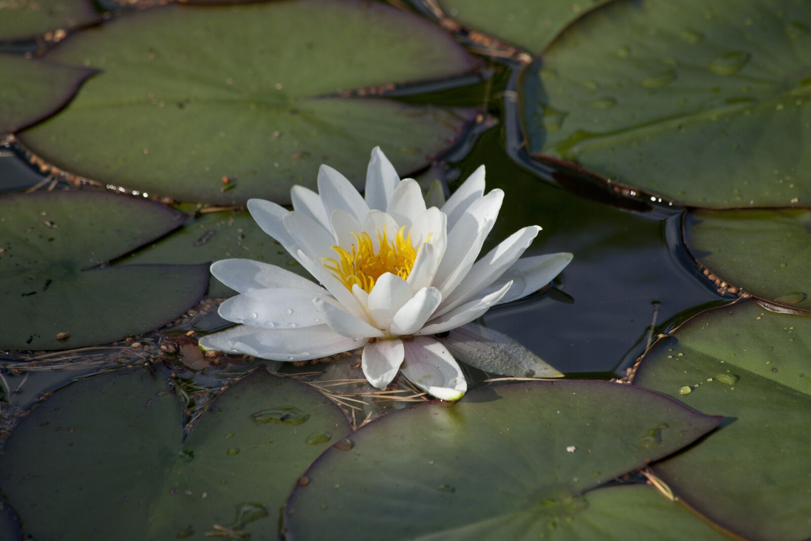 Canon EF 70-300mm F4-5.6 IS USM sample photo. Nymphaea alba, waterlily, water photography