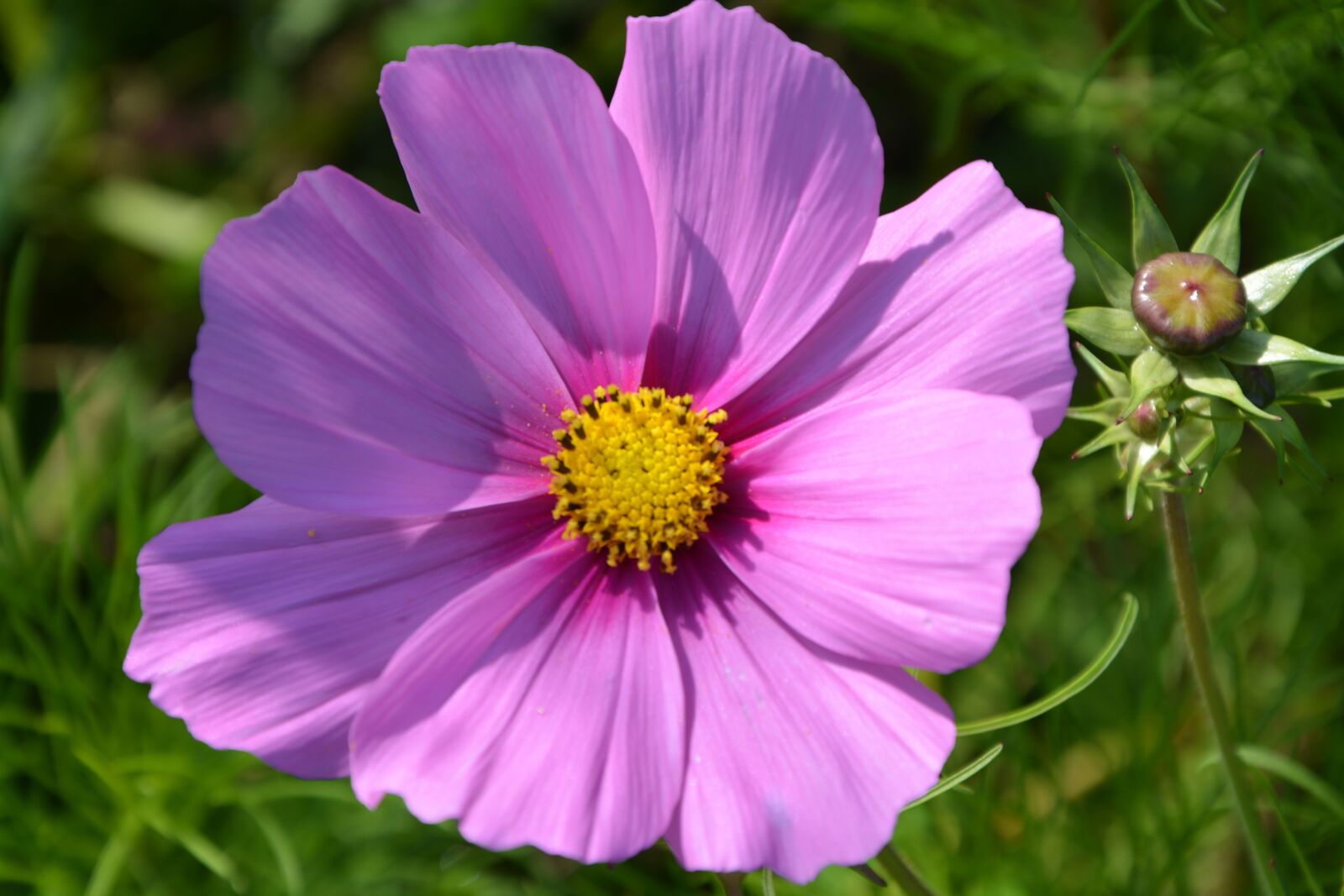 Nikon D5200 sample photo. Flower, flowers, color pink photography
