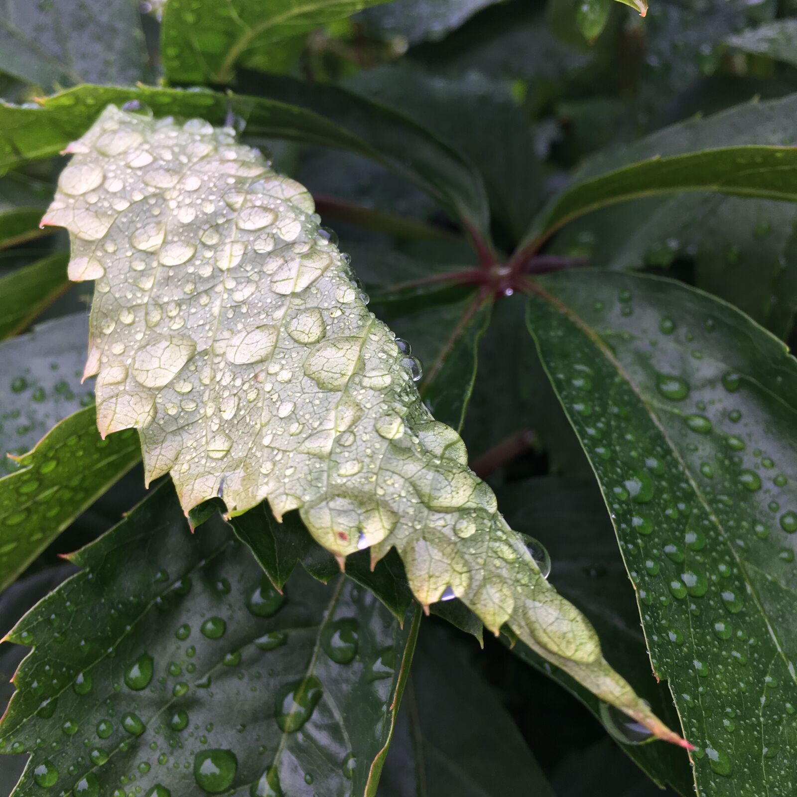 iPhone SE back camera 4.15mm f/2.2 sample photo. Raindrop, leaf, rainy day photography