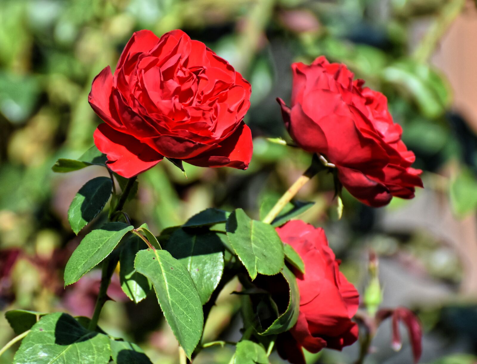 Nikon D7200 sample photo. Roses, flowers, blossom photography
