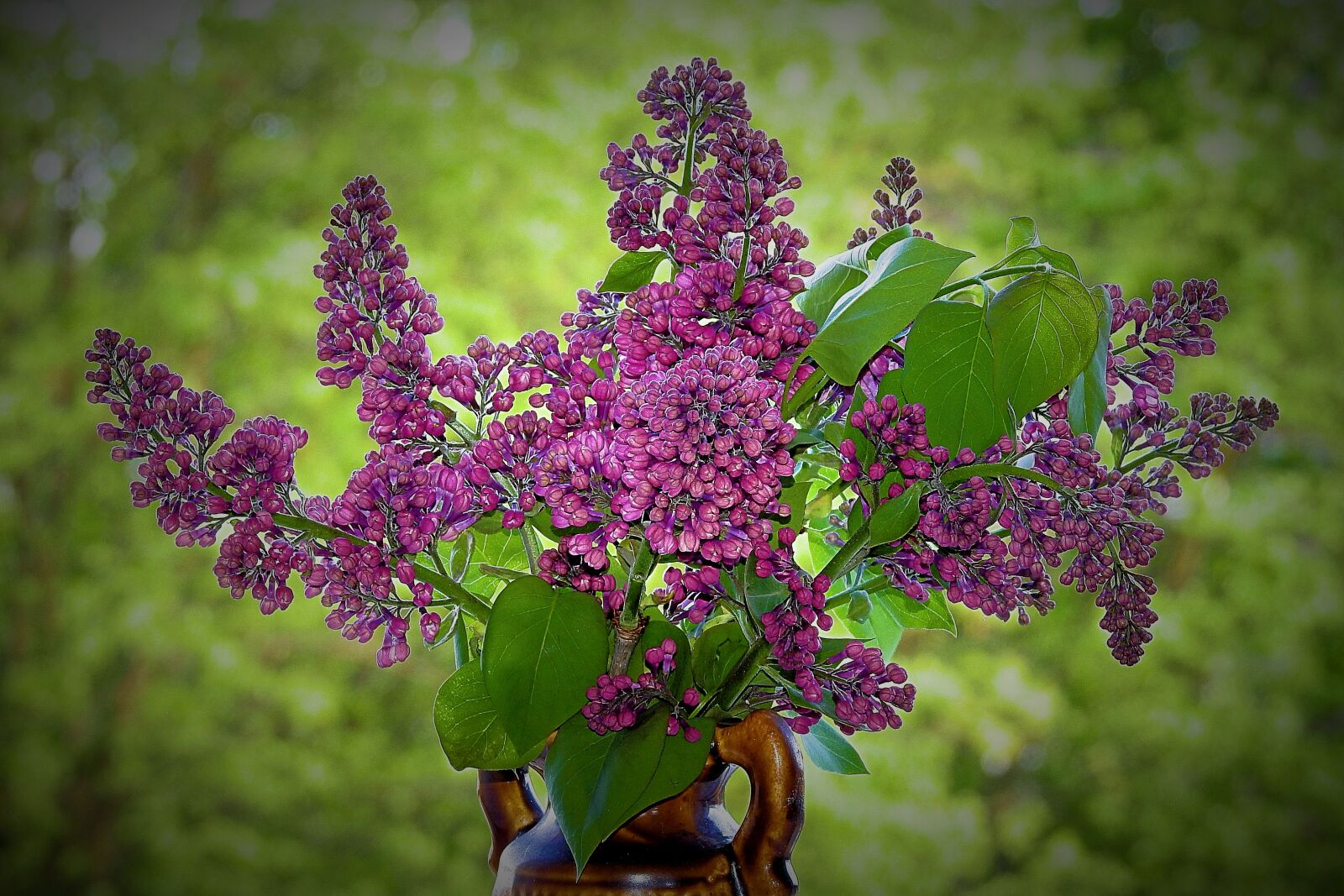 Nikon Coolpix P900 sample photo. Nature, lilac flower photography