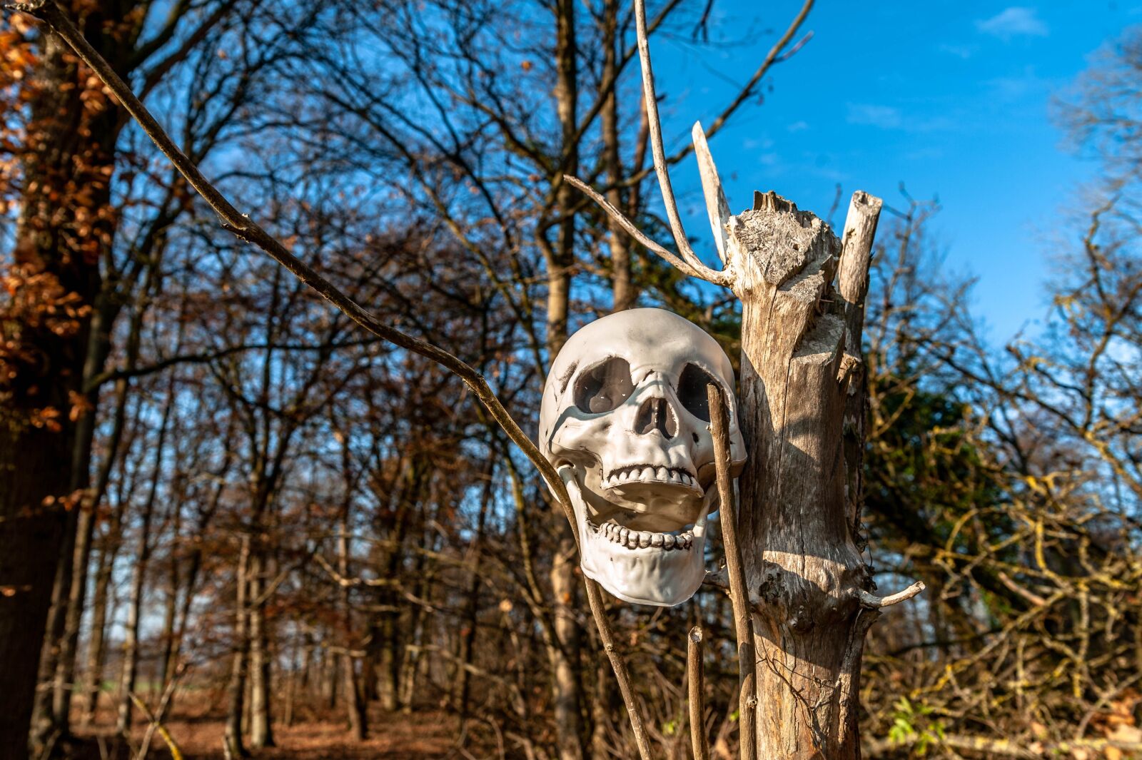 Nikon D700 sample photo. Skull, tree, forest photography