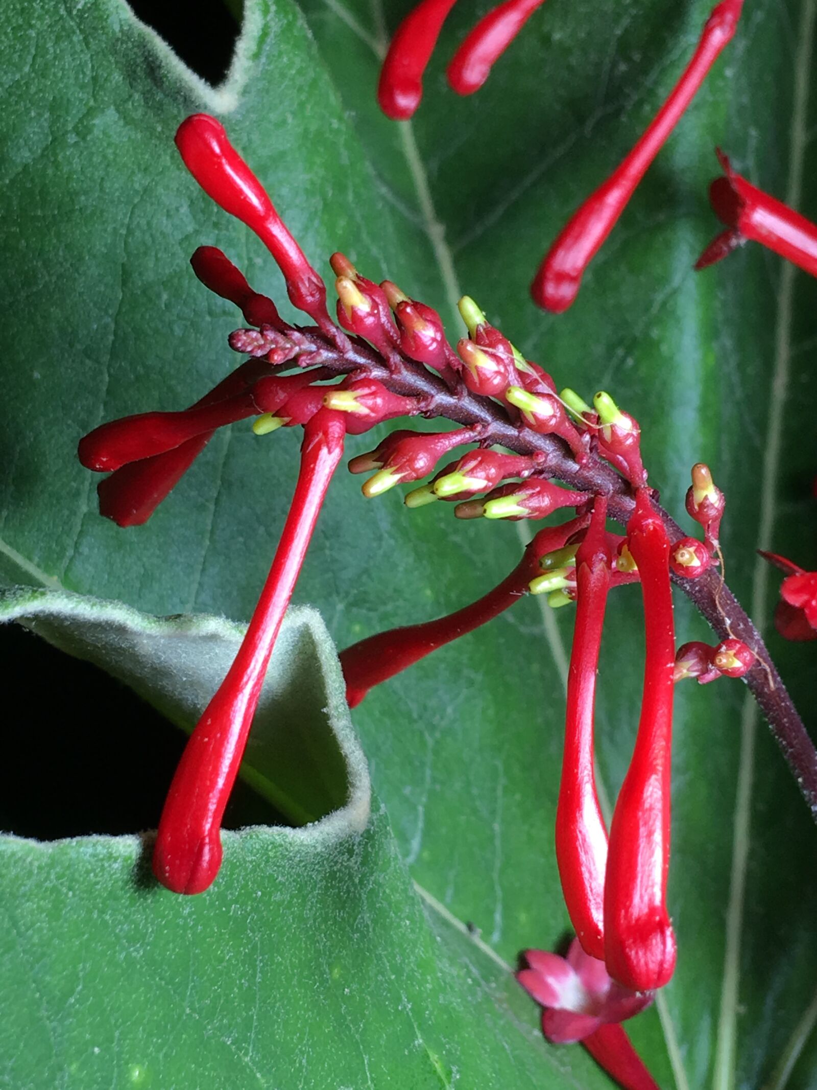 iPhone 6s Plus back camera 4.15mm f/2.2 sample photo. Plant, flower, nature photography