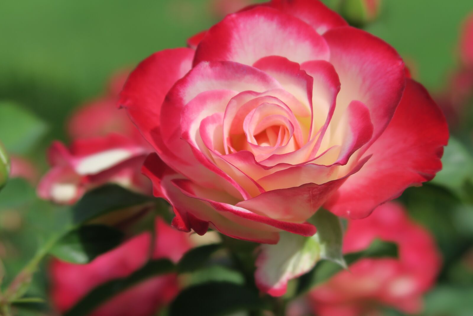 Canon PowerShot G7 X sample photo. Rose, flower, blossom photography