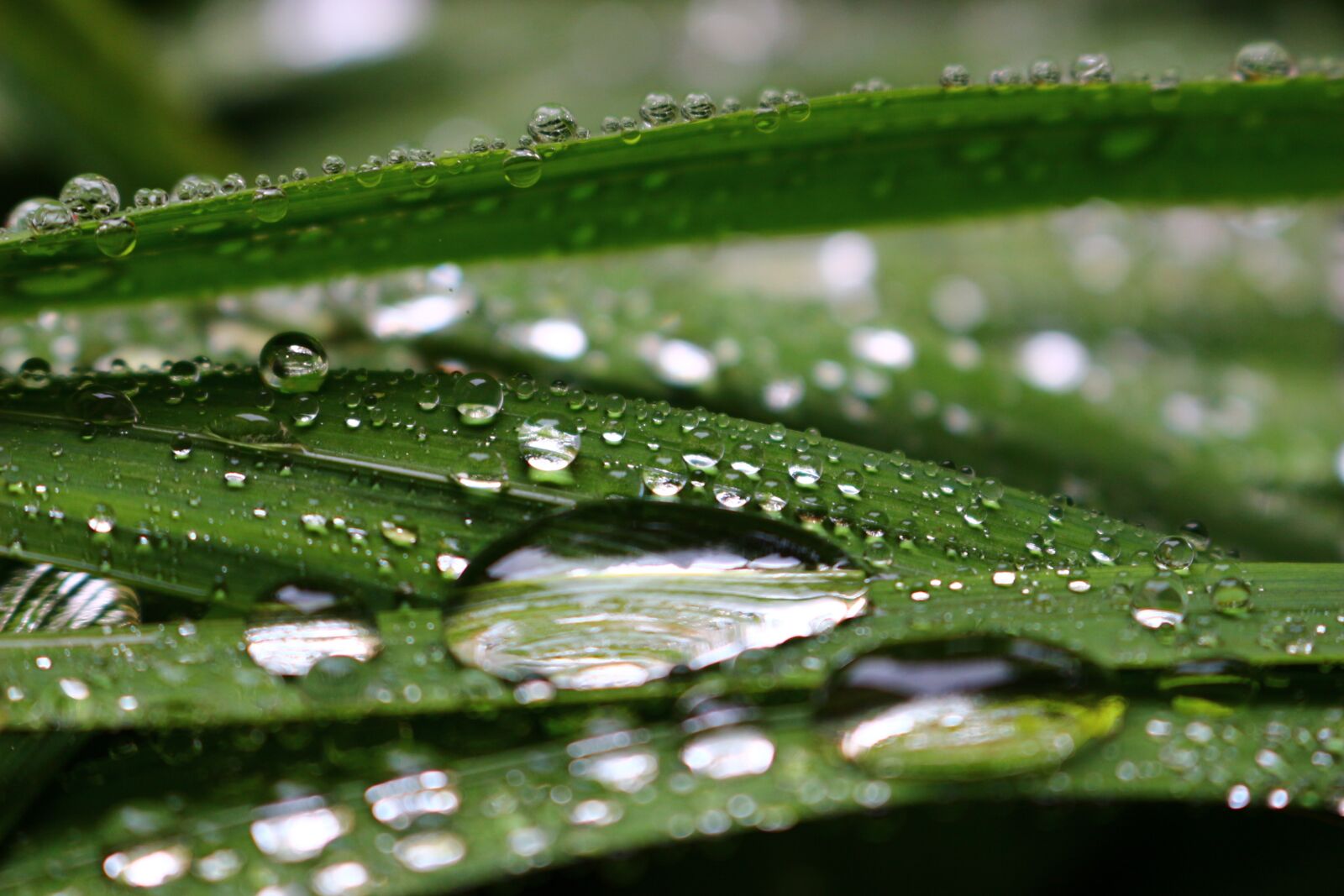 Canon EOS 100D (EOS Rebel SL1 / EOS Kiss X7) sample photo. Raindrops, transparency, green photography