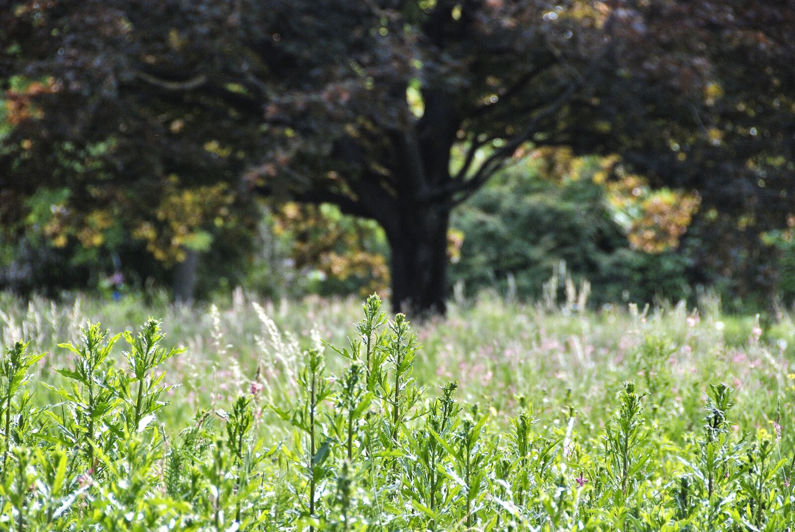 Nikon D80 sample photo. Nature, tree, meadow photography