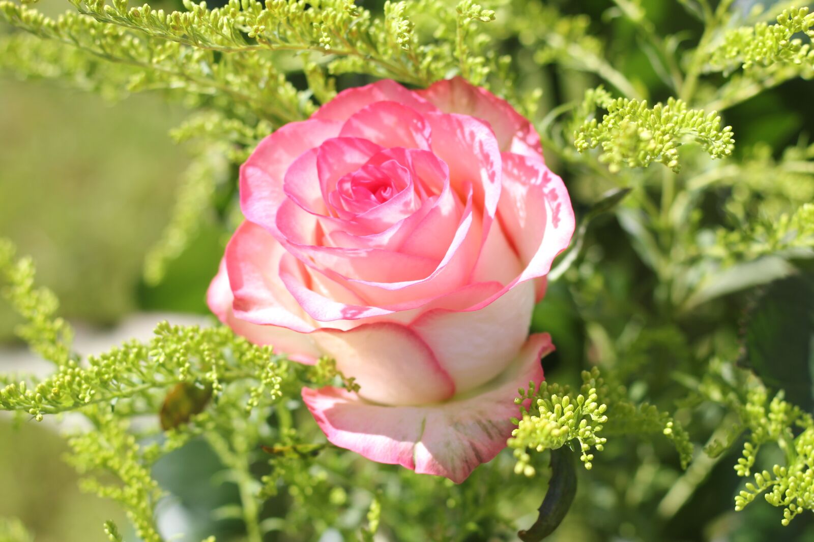 Canon EOS 550D (EOS Rebel T2i / EOS Kiss X4) sample photo. Rose, blossom, bloom photography