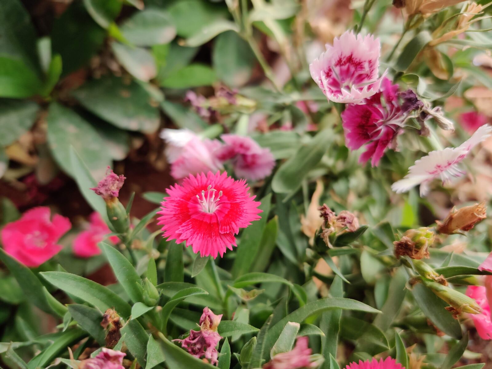 OnePlus GM1911 sample photo. Dianthus, pink flowers, flowers photography
