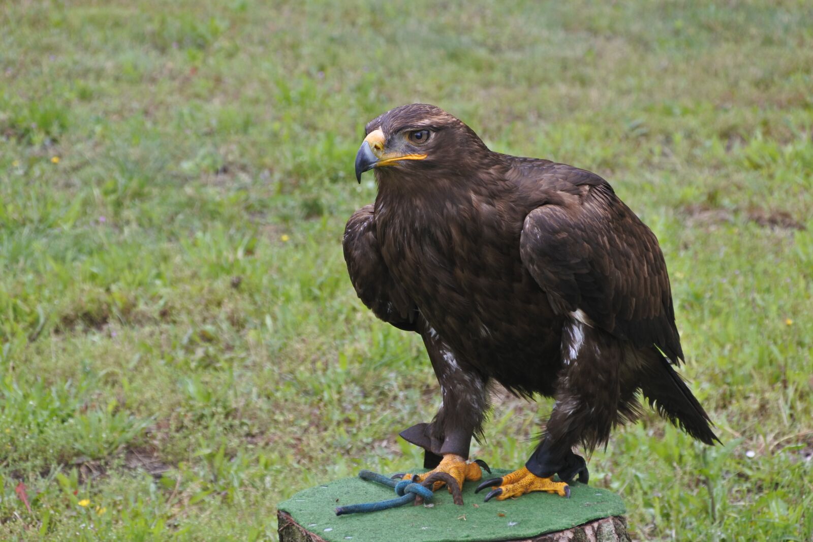 1 NIKKOR VR PD-Zoom 10-100mm f/4.5-5.6 sample photo. Bird of prey, bird photography