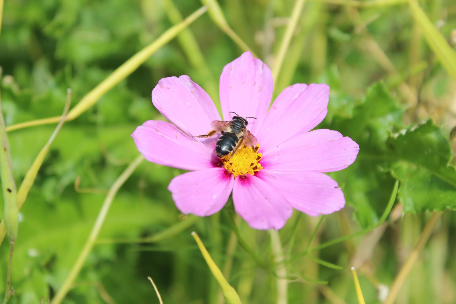 Canon EOS 600D (Rebel EOS T3i / EOS Kiss X5) sample photo. Insect, nature, flowers photography