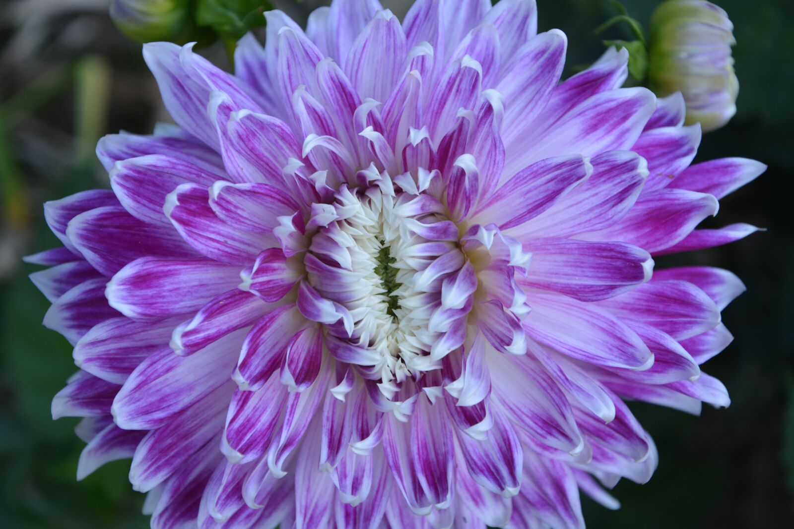 Nikon D5200 sample photo. Dahlia, flower, summer photography