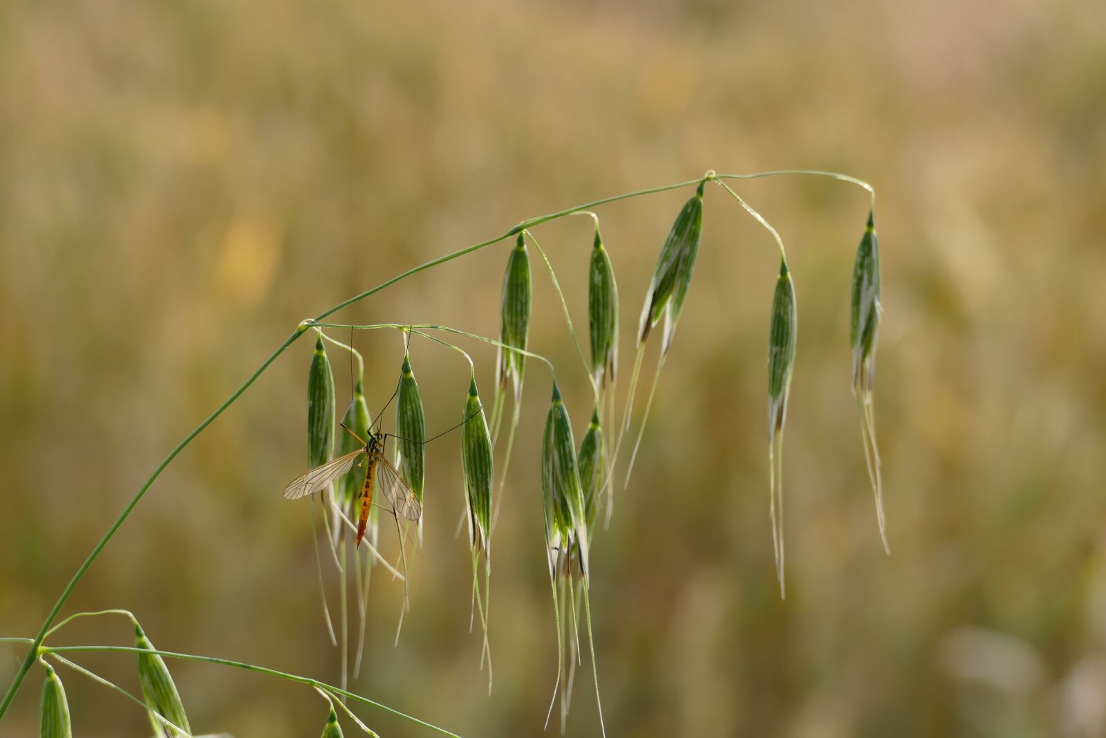 Panasonic Lumix DMC-FZ1000 sample photo. Oat, avena fatua, wind-oats photography