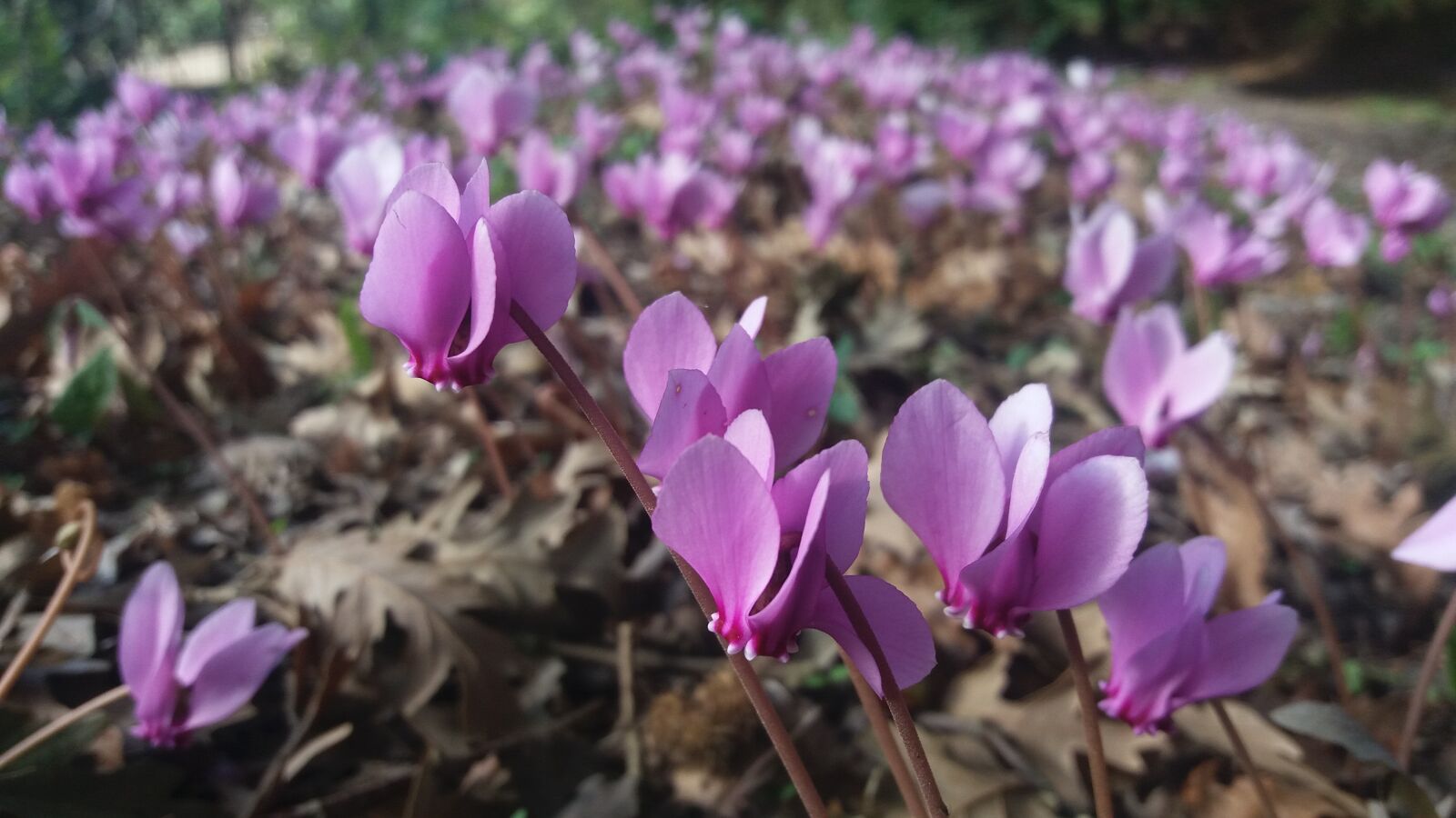 Samsung Galaxy J5 sample photo