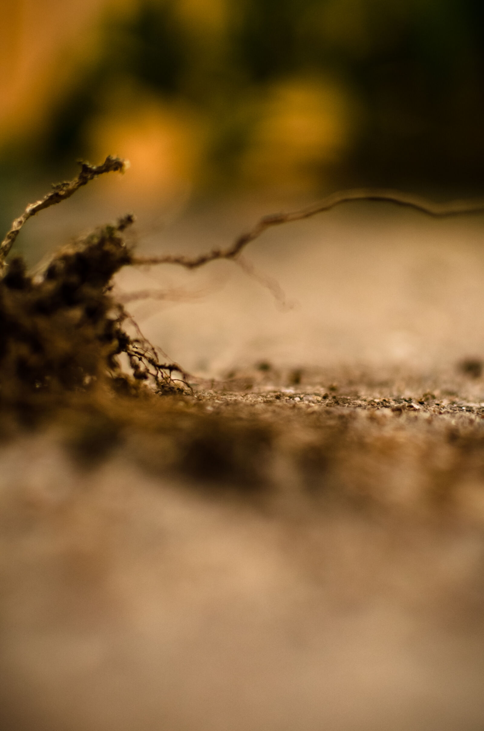 Nikon D5100 + Nikon AF-S DX Nikkor 35mm F1.8G sample photo. Land, miniature, roots, unfocused photography
