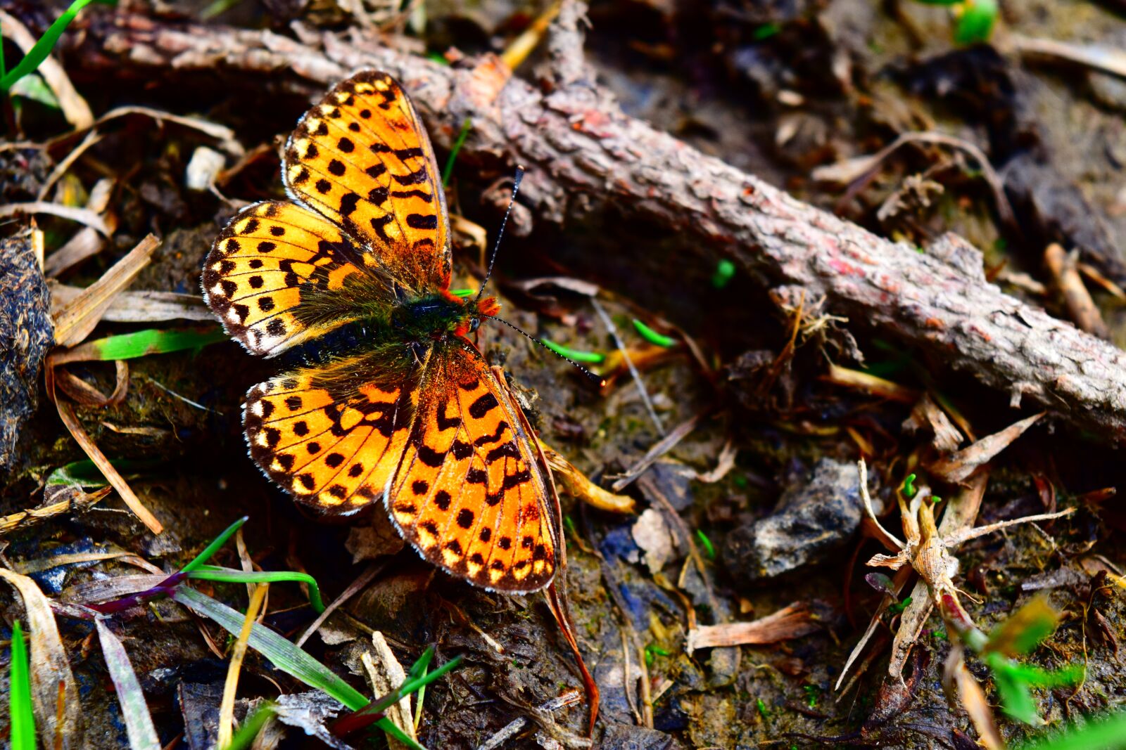 Nikon D3300 sample photo. Butterfly, alpine fritillary, insect photography